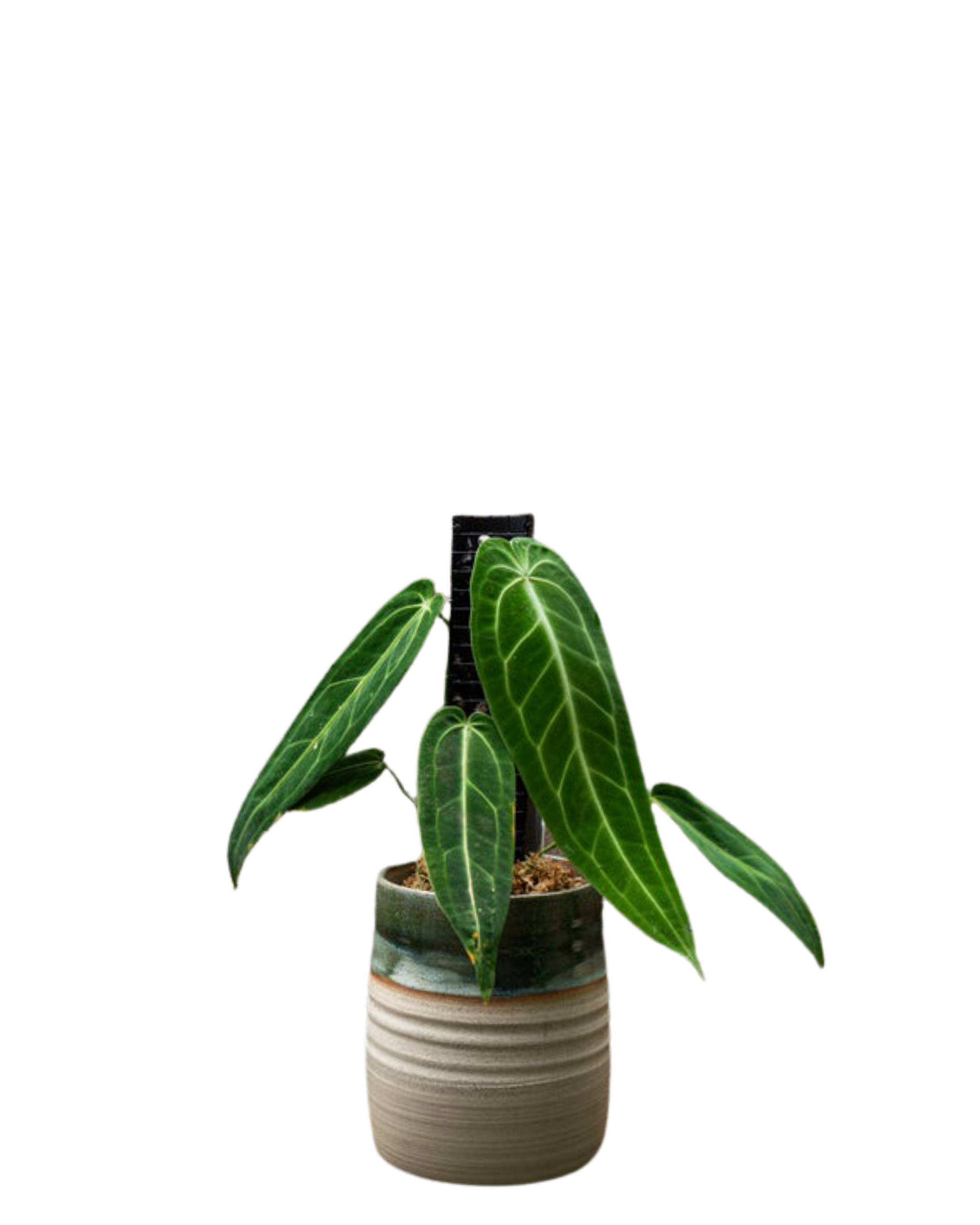 Grow Vertical Propstick Mini