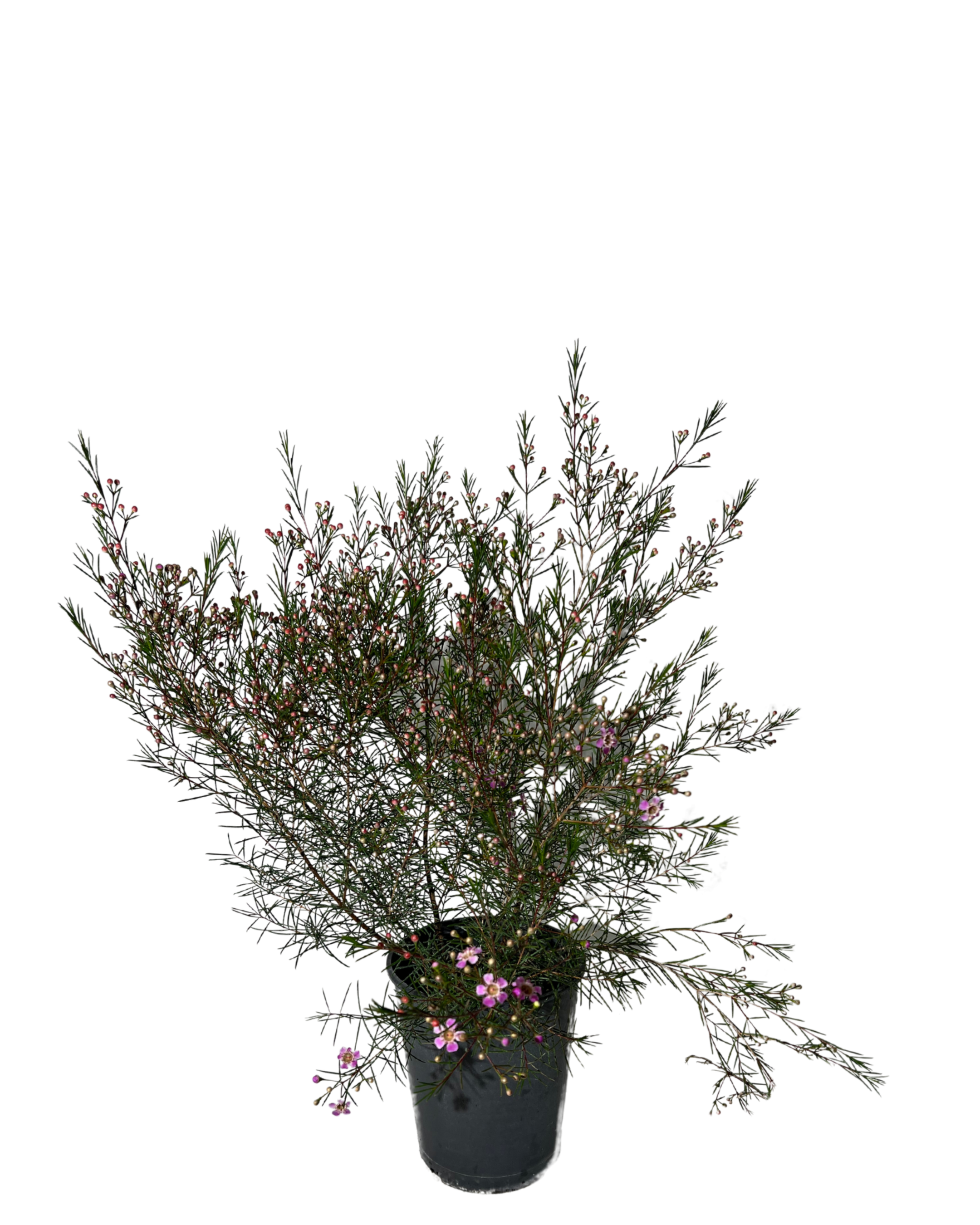 Geraldton Wax - Chamelaucium Purple Pride