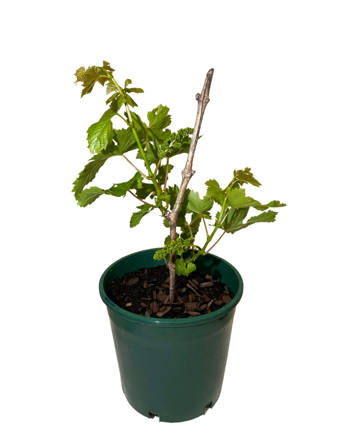 Grape Flame Seedless | Fruit Tree Perth | Waldecks