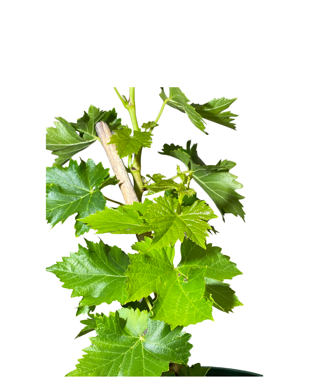 Grape Sultana | Fruit Tree Perth | Waldecks