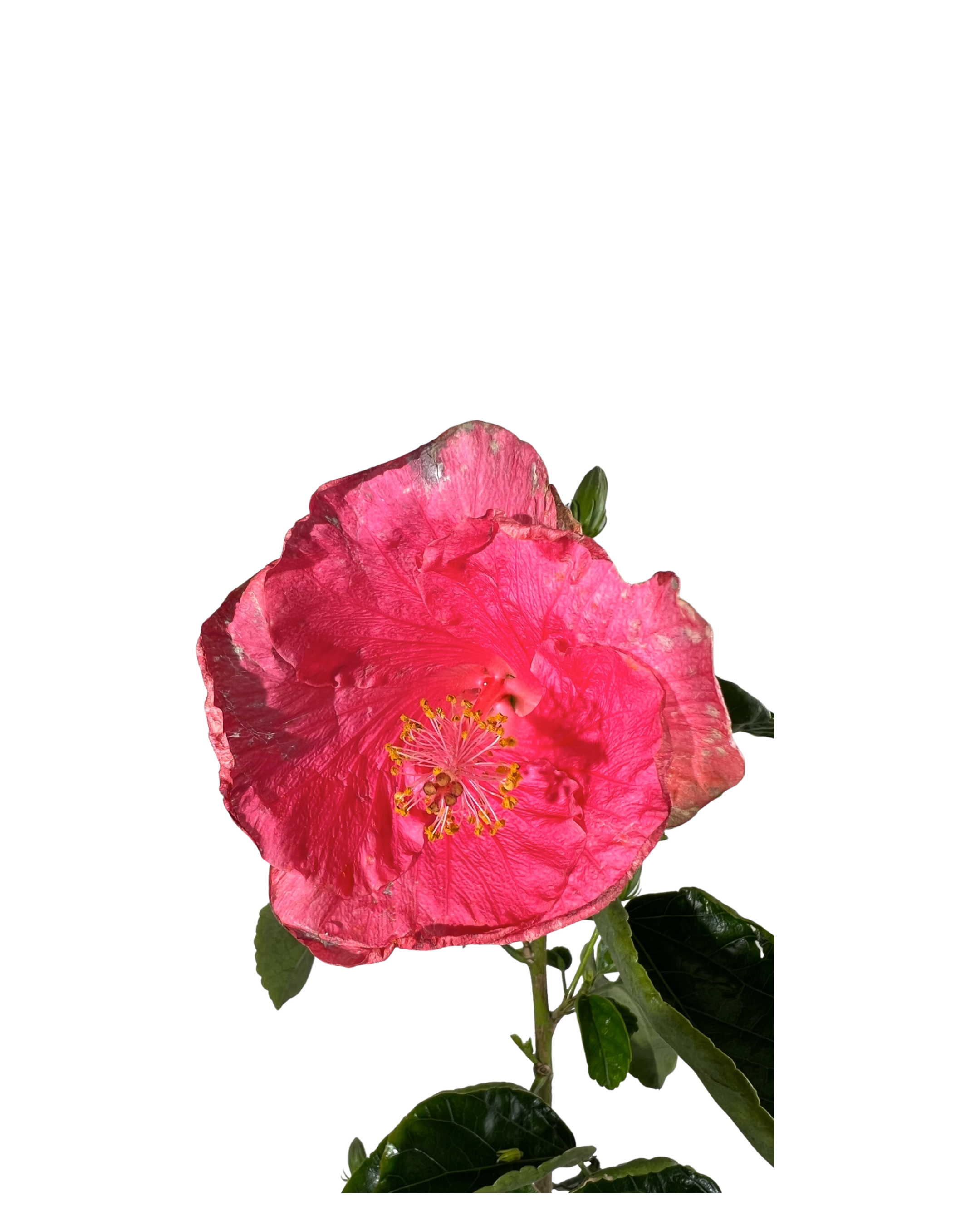 Hibiscus Gay Rose