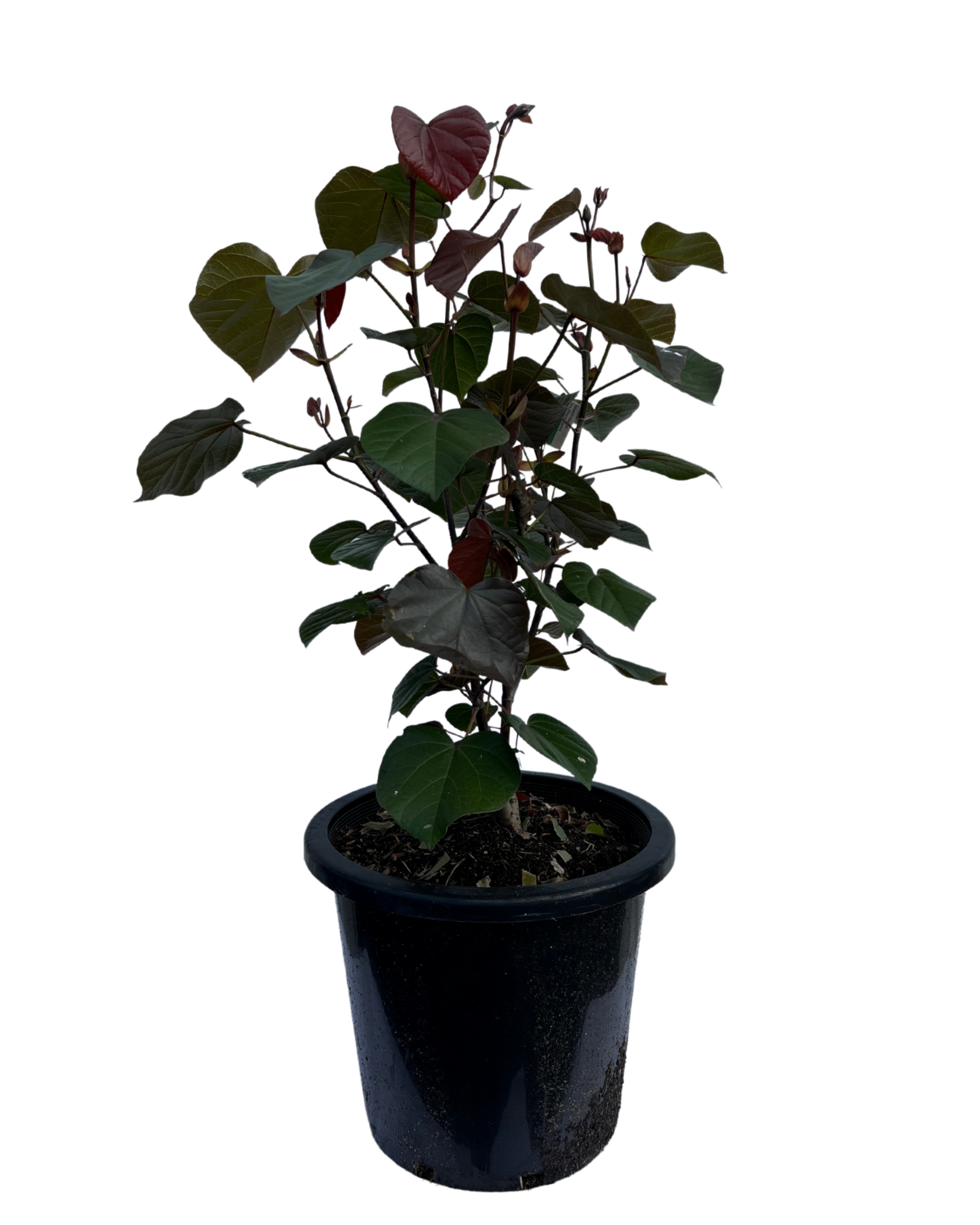Hibiscus Tiliaceus Rubra