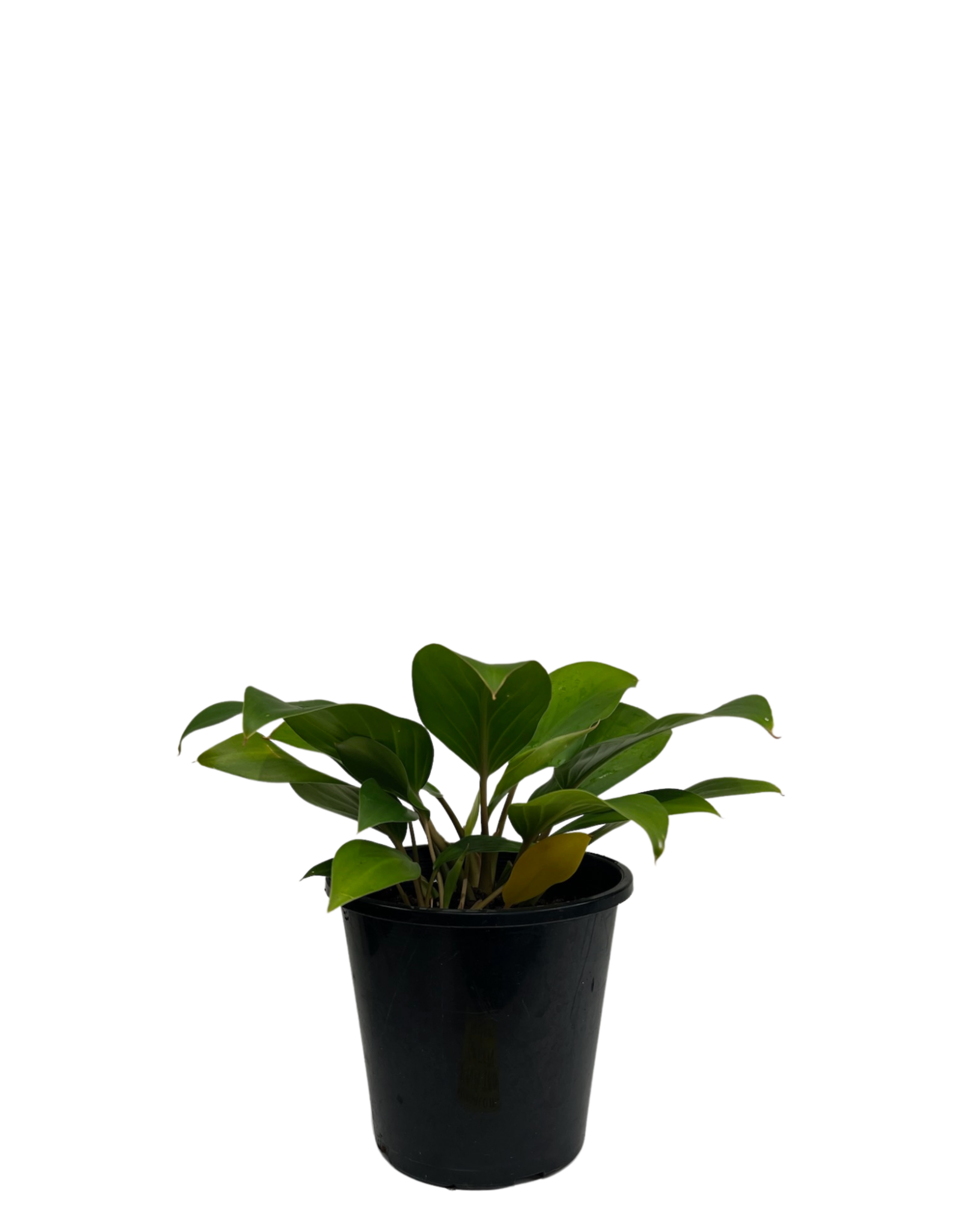 Homalomena Tropical Green