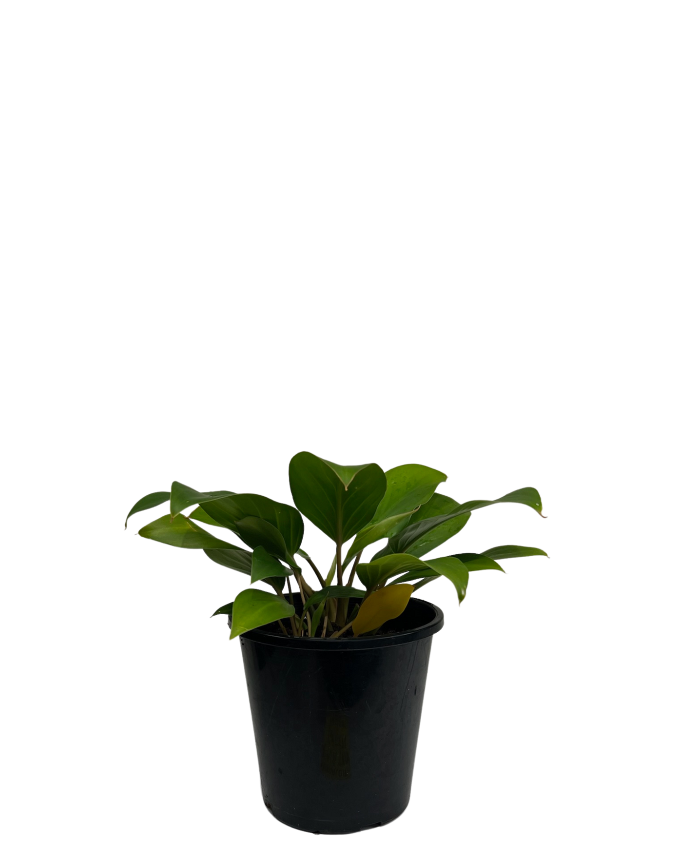 Homalomena Tropical Green