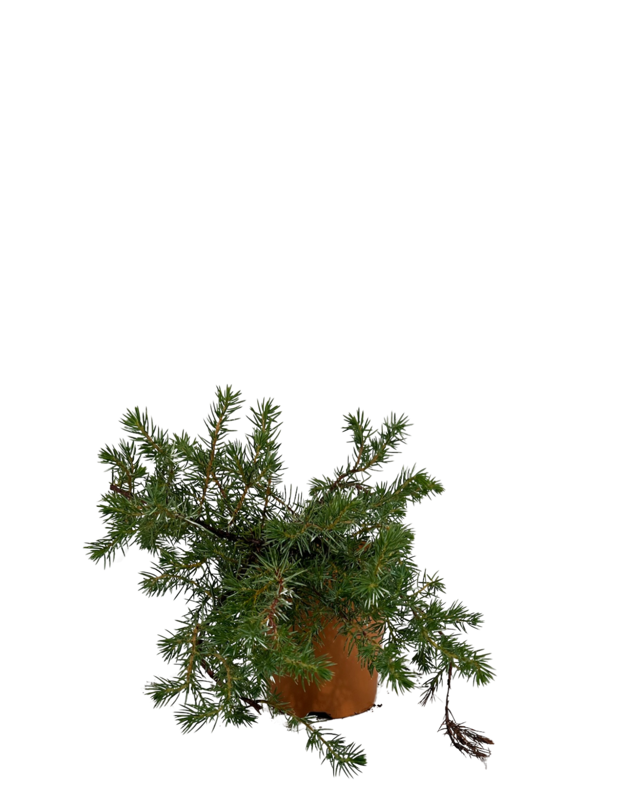 Japanese Shore Juniper - Juniperus Conferta