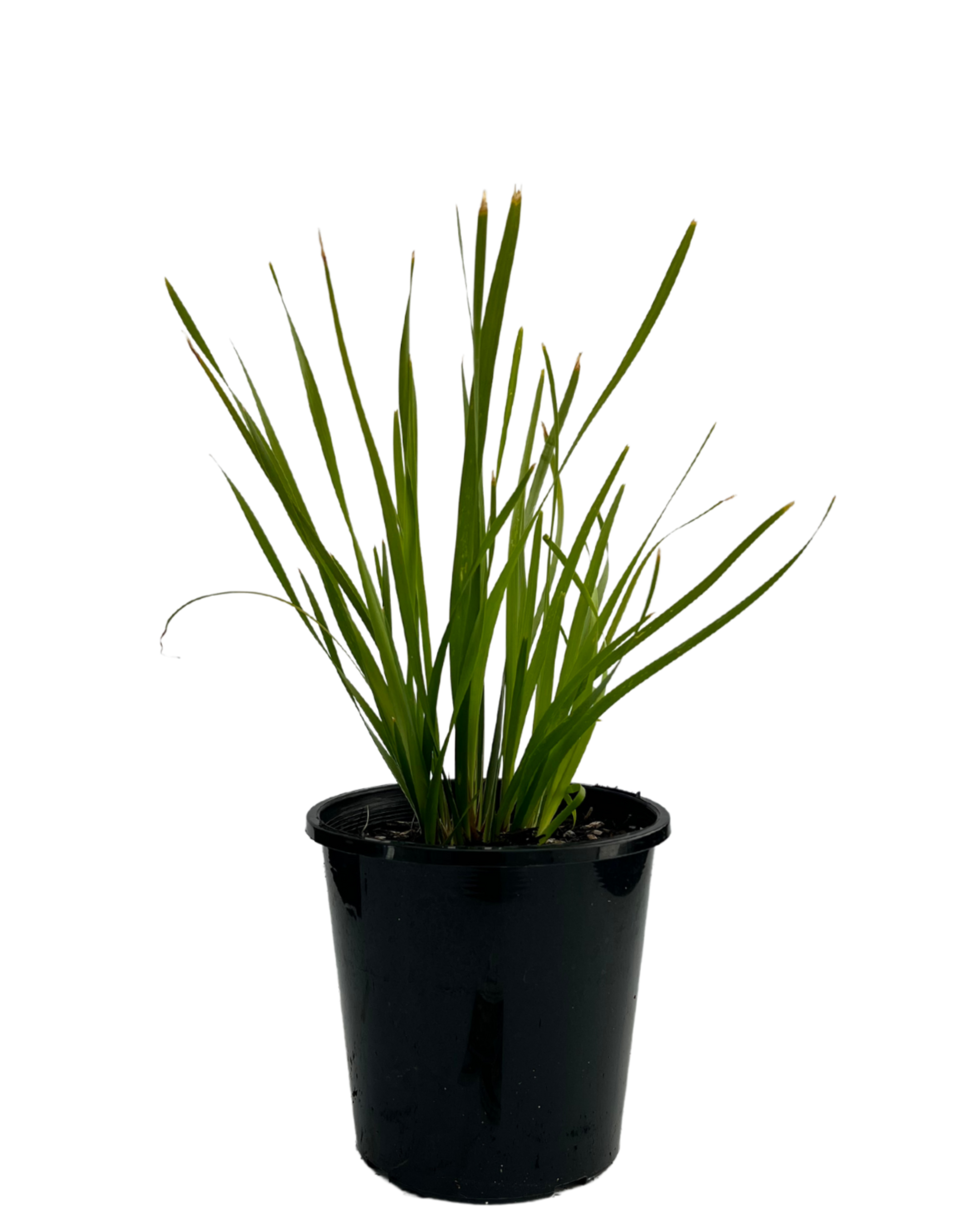 Lomandra Katrinus Deluxe