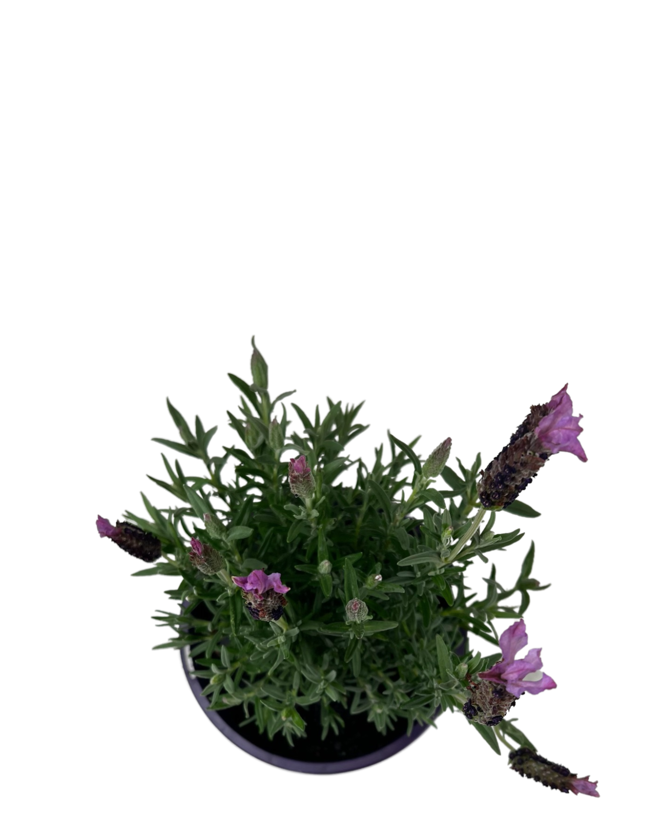 Lavender - Lavandula Blueberry Ruffles