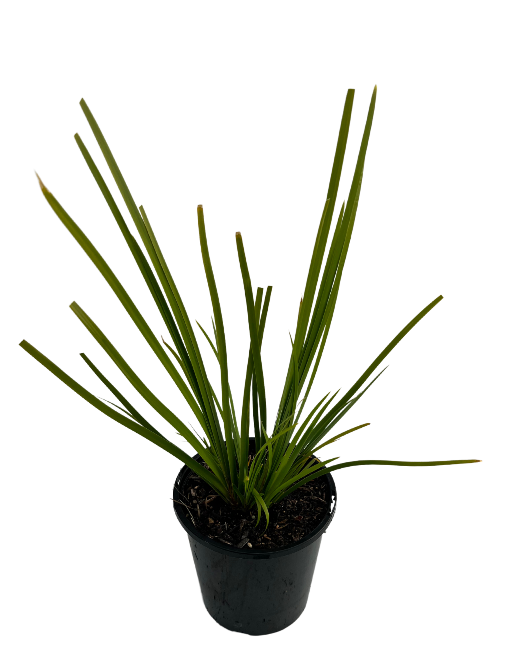 Lomandra Katie bells