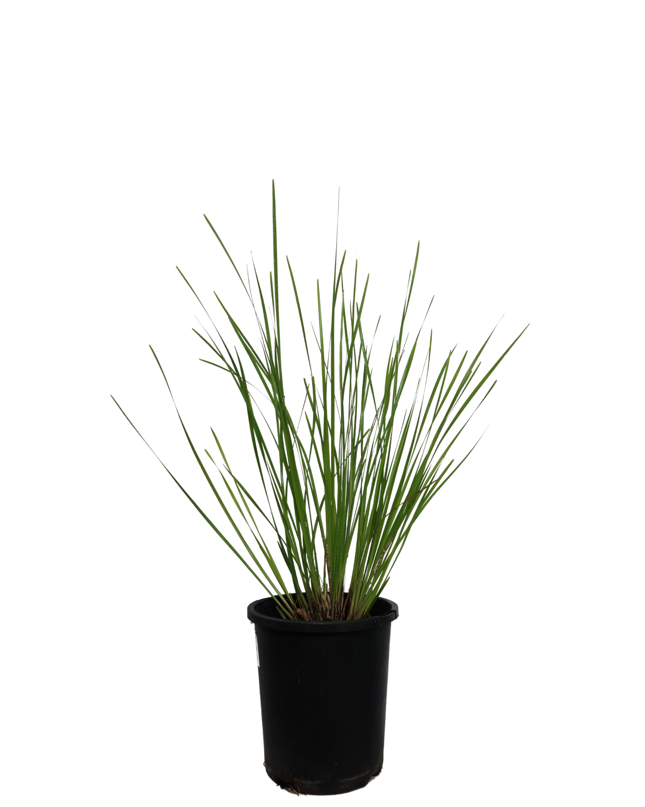 Lomandra Evergreen Baby