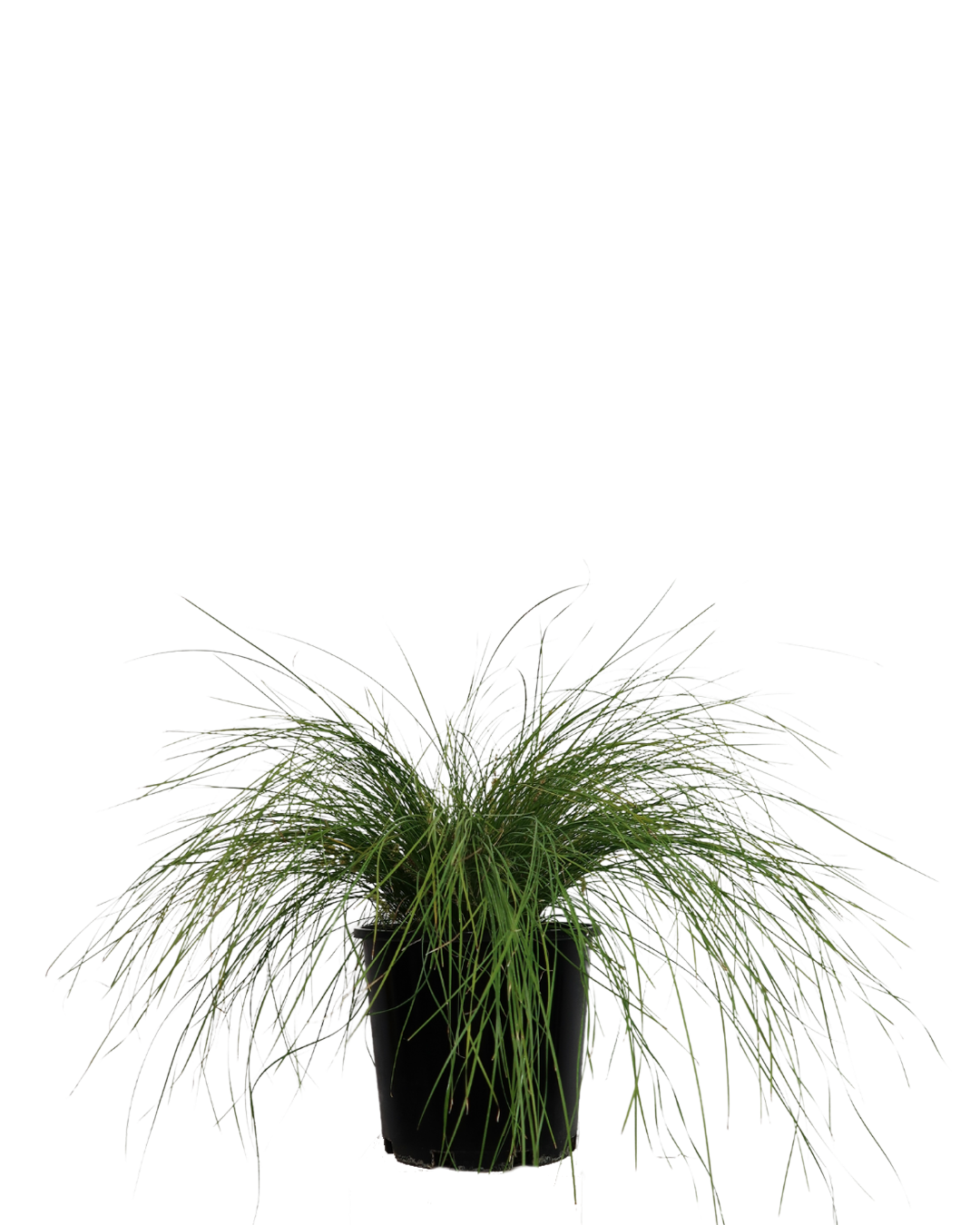 Lomandra Misty Green