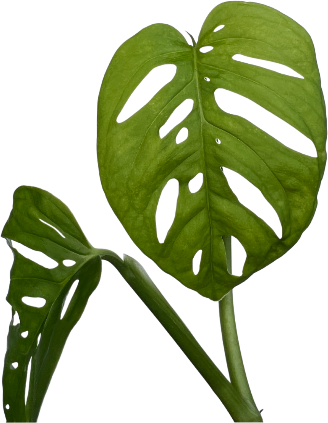 Monstera Adansonii