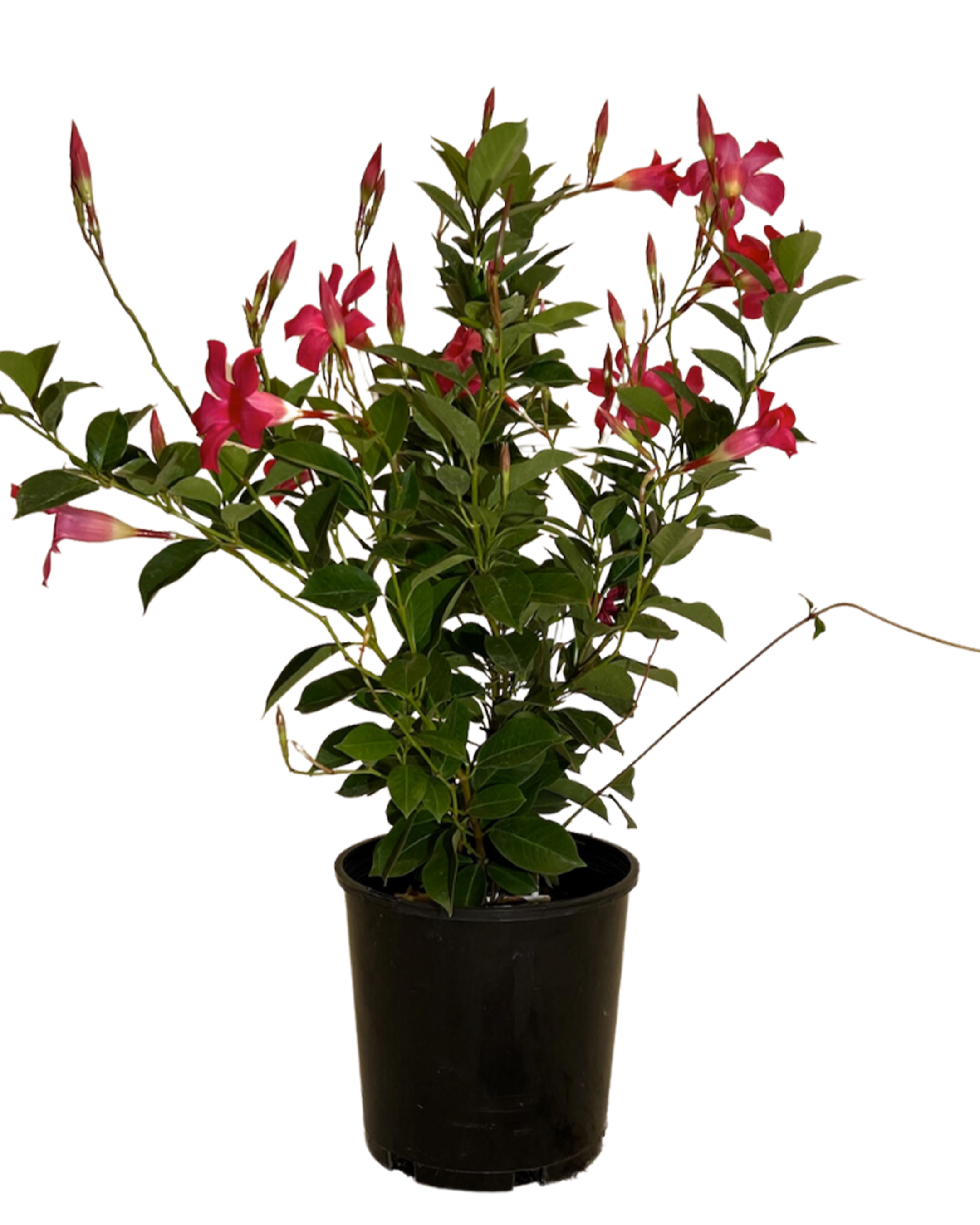 Mandevilla Aloha Pink Perfection