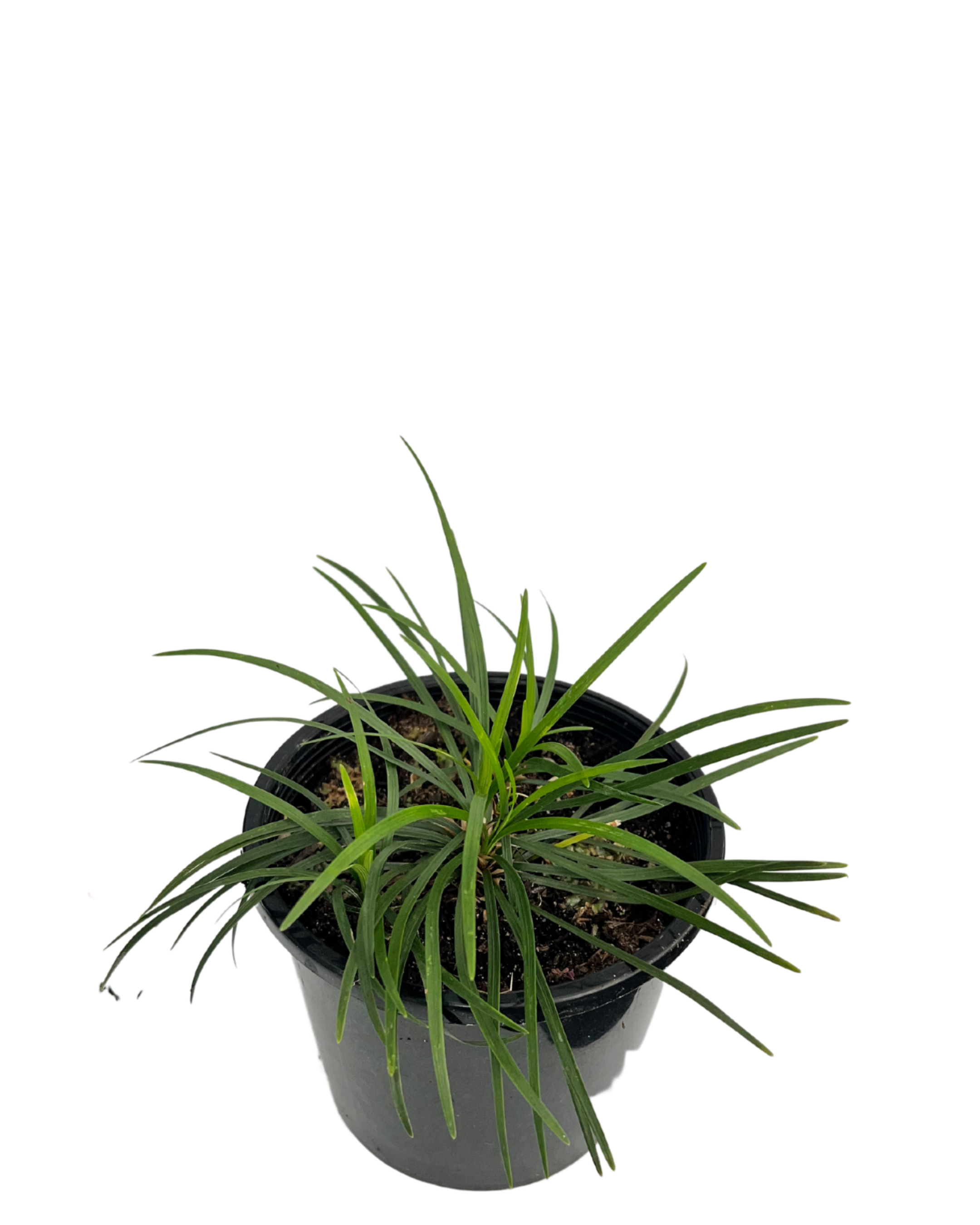 Mondo Grass - Ophiopogon Japonica