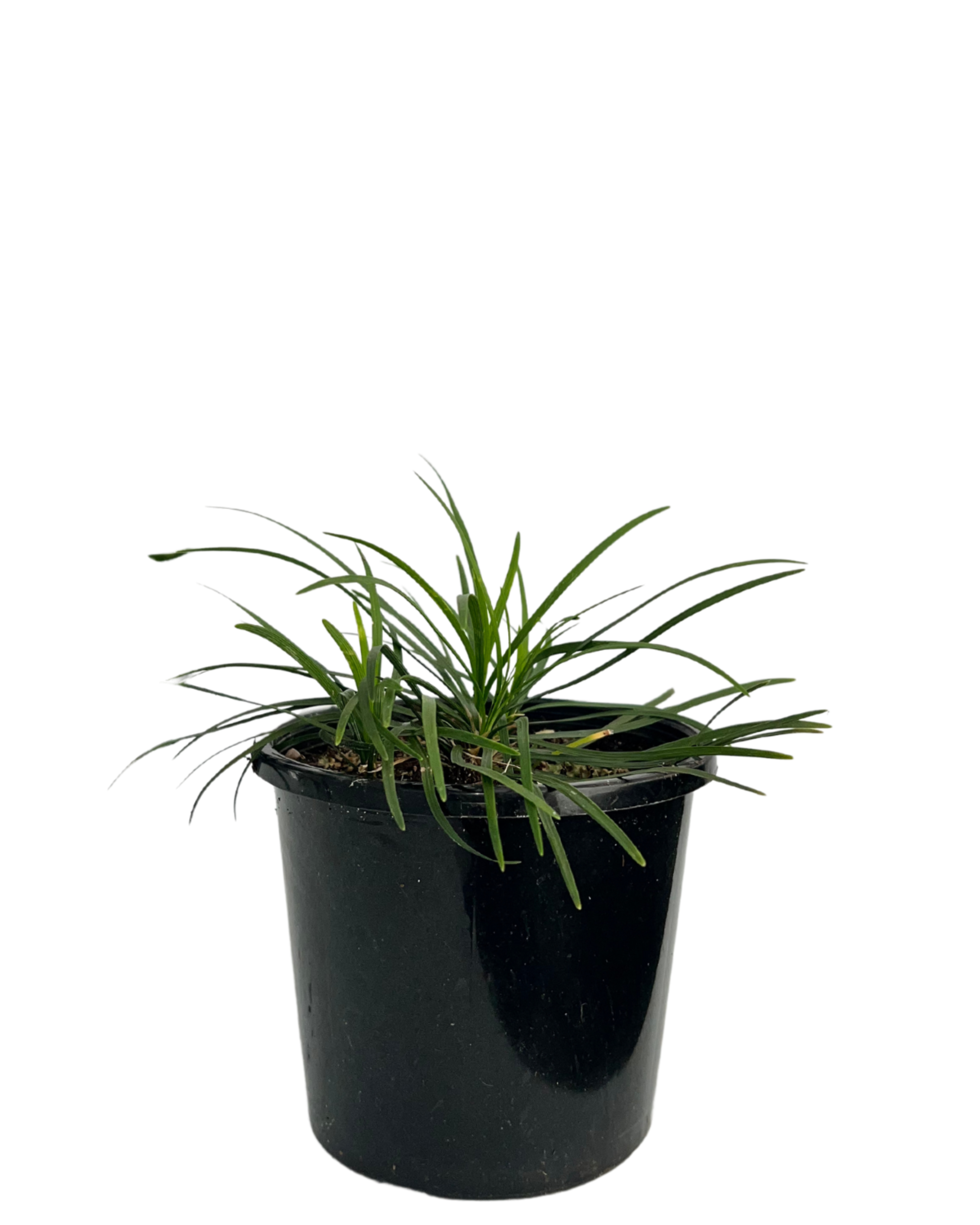 Mondo Grass - Ophiopogon Japonica