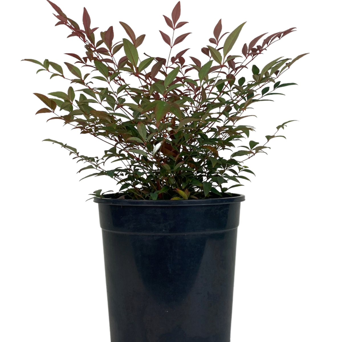 Nandina Domestica Obsession | Garden Shrub Perth