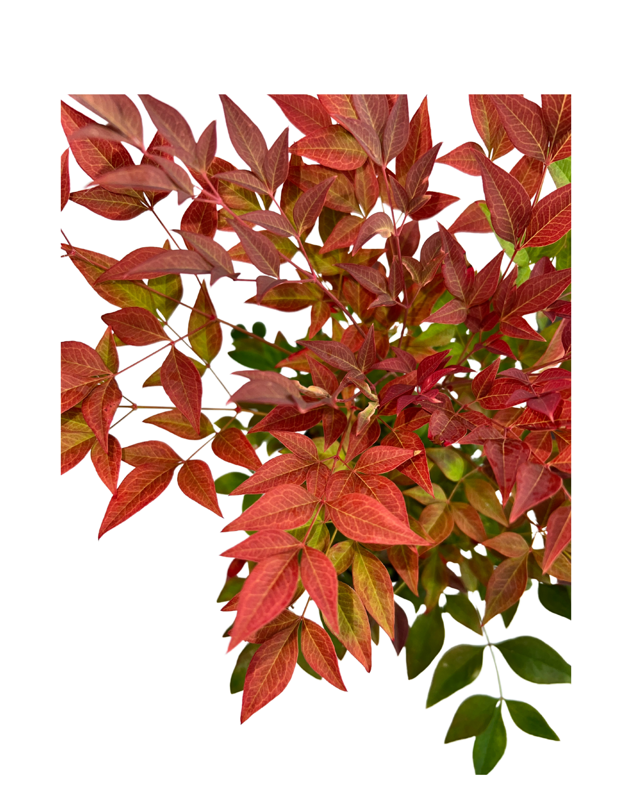 Nandina Obsesion