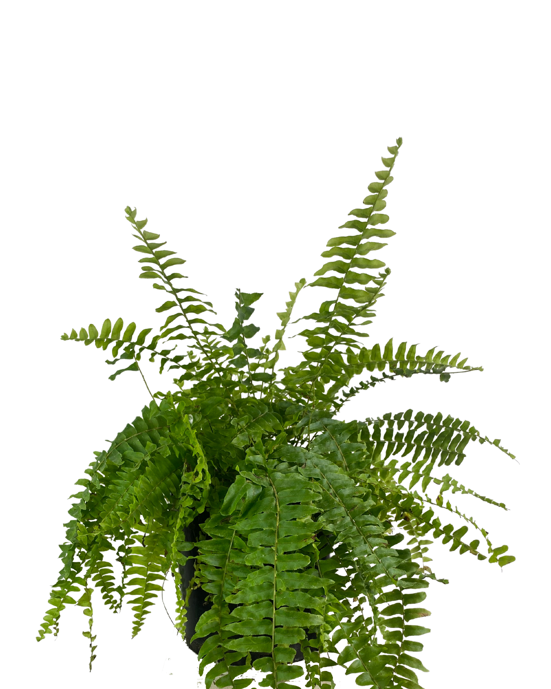 Boston Fern - Nephrolepis Exaltata Blue Bell