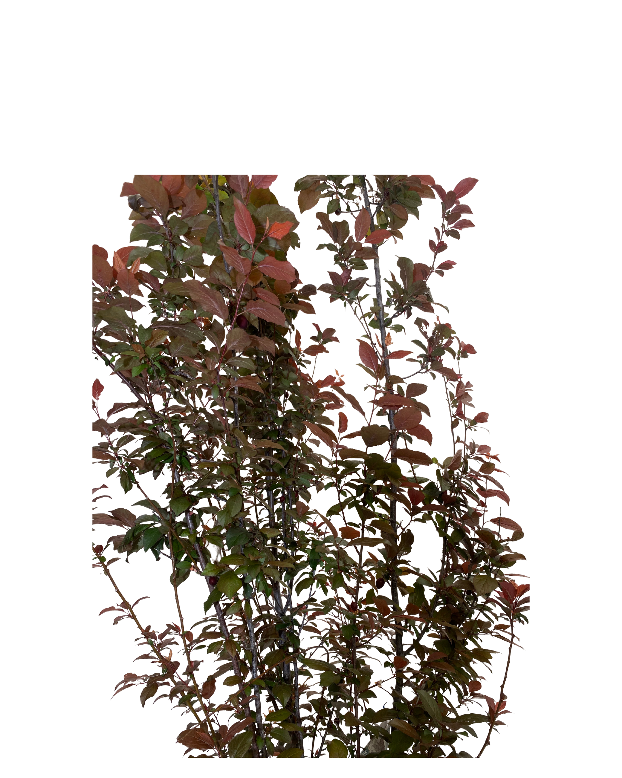 Flowering Plum - Prunus Cerasifera Nigra Fastigiata