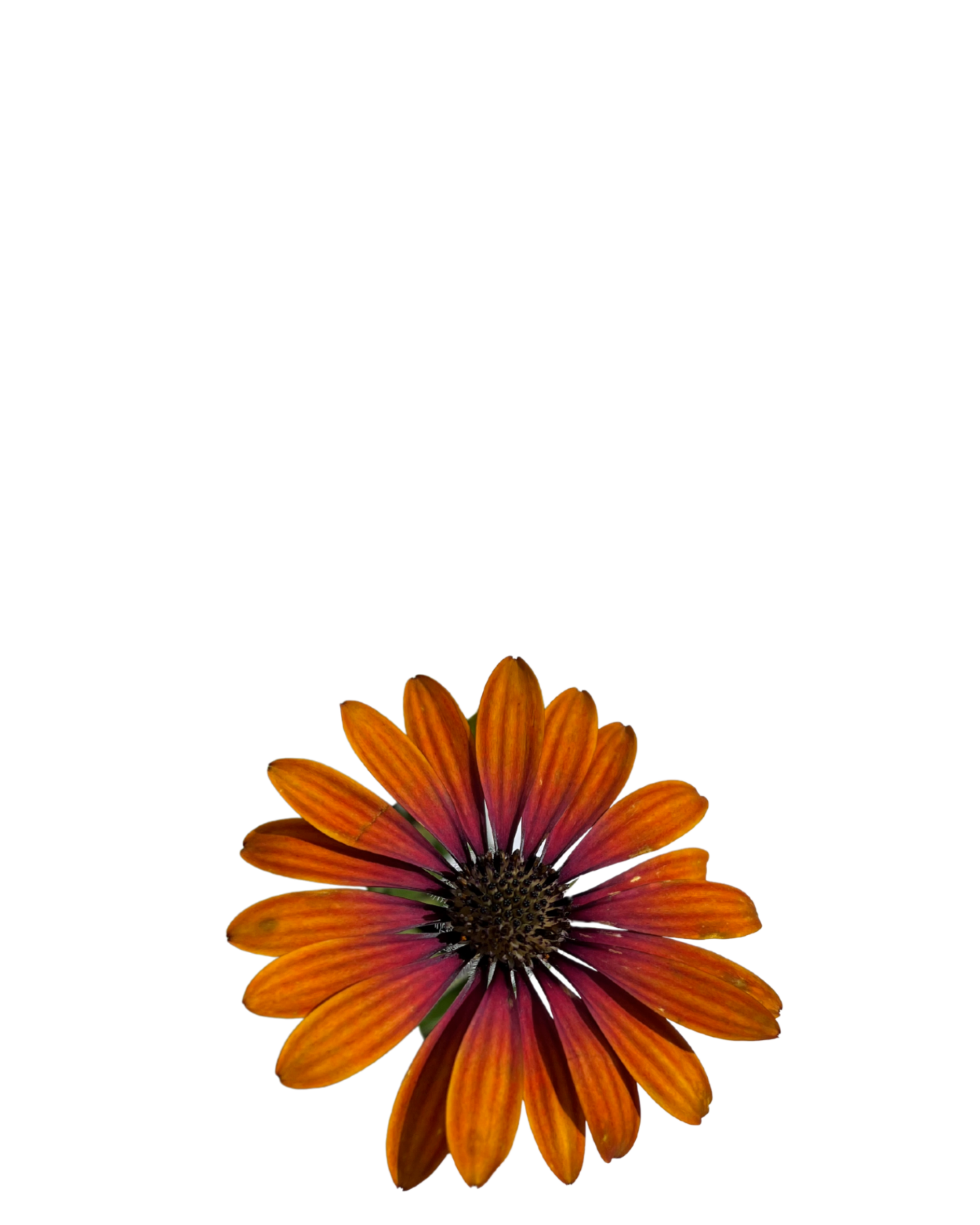 Osteospermum Purple Sun