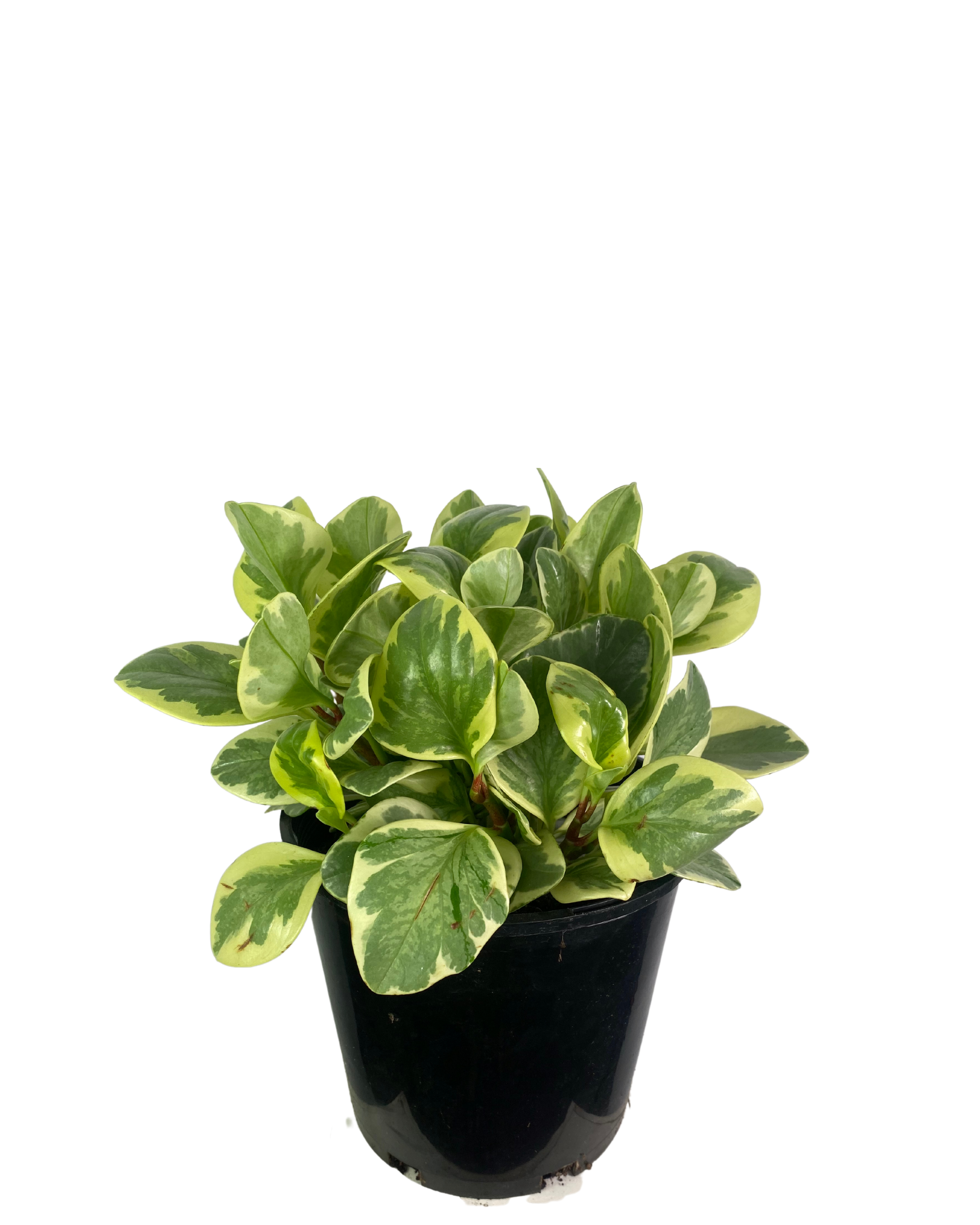 Peperomia Albo Marginata