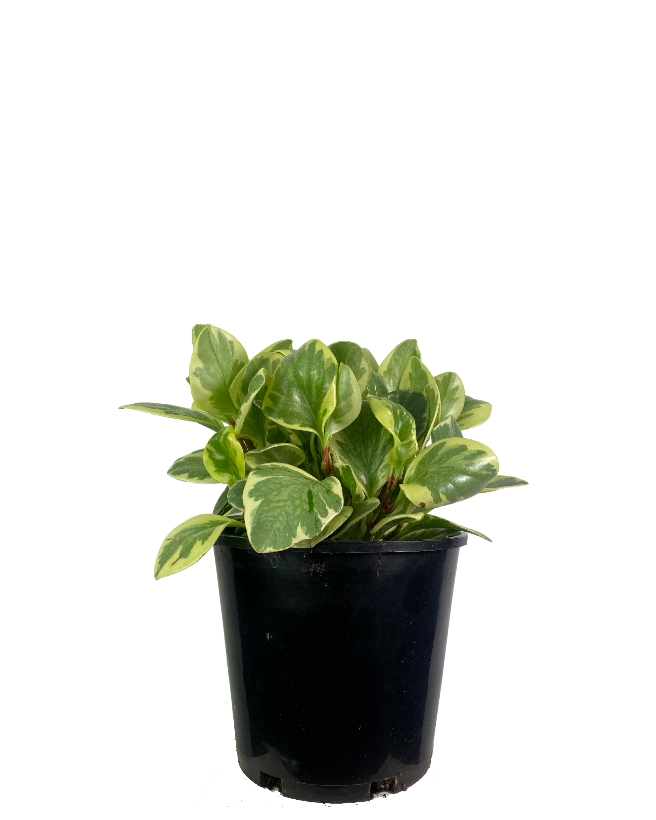 Peperomia Albo Marginata