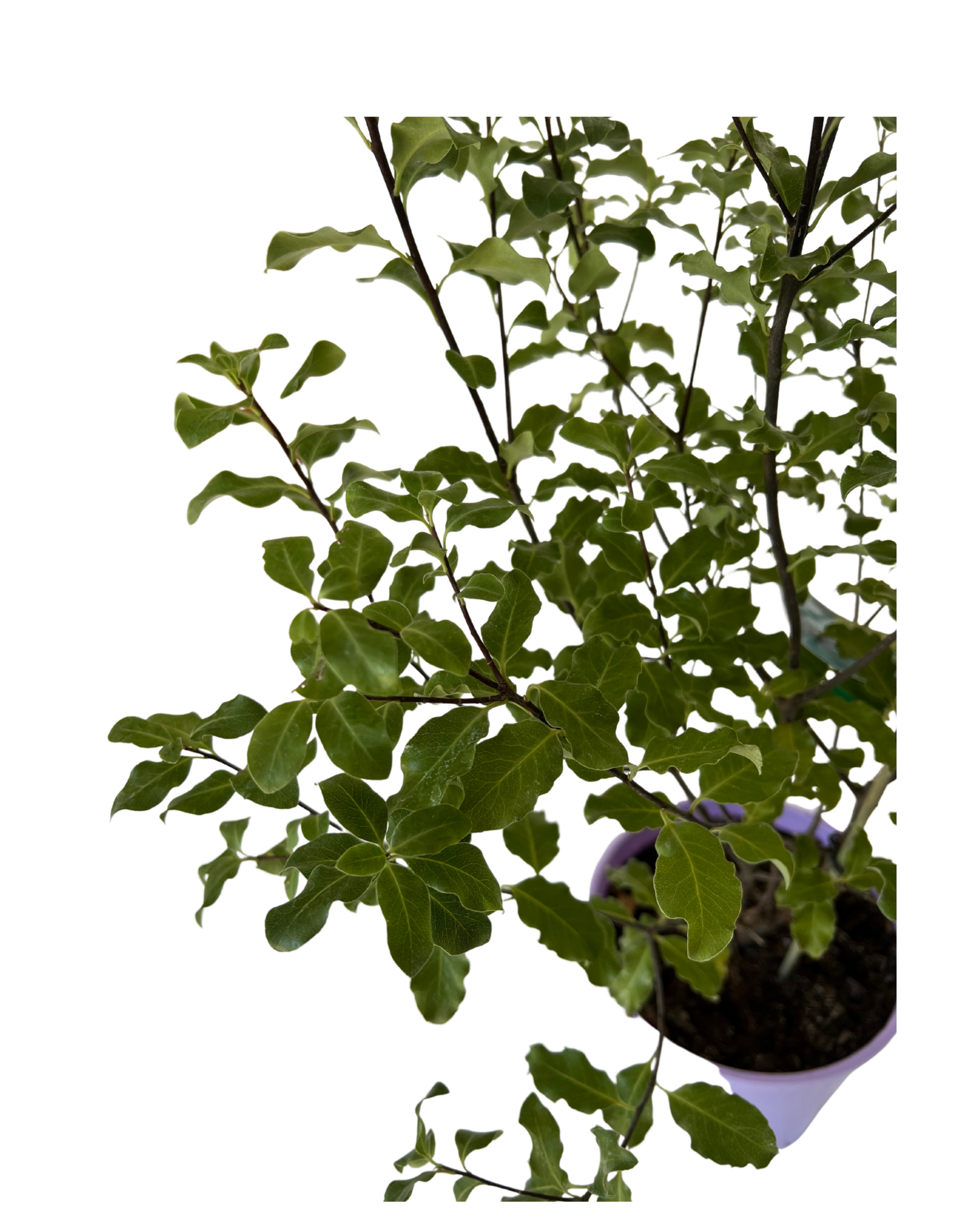 Pittosporum Tenuifolium Tasman Ruffles