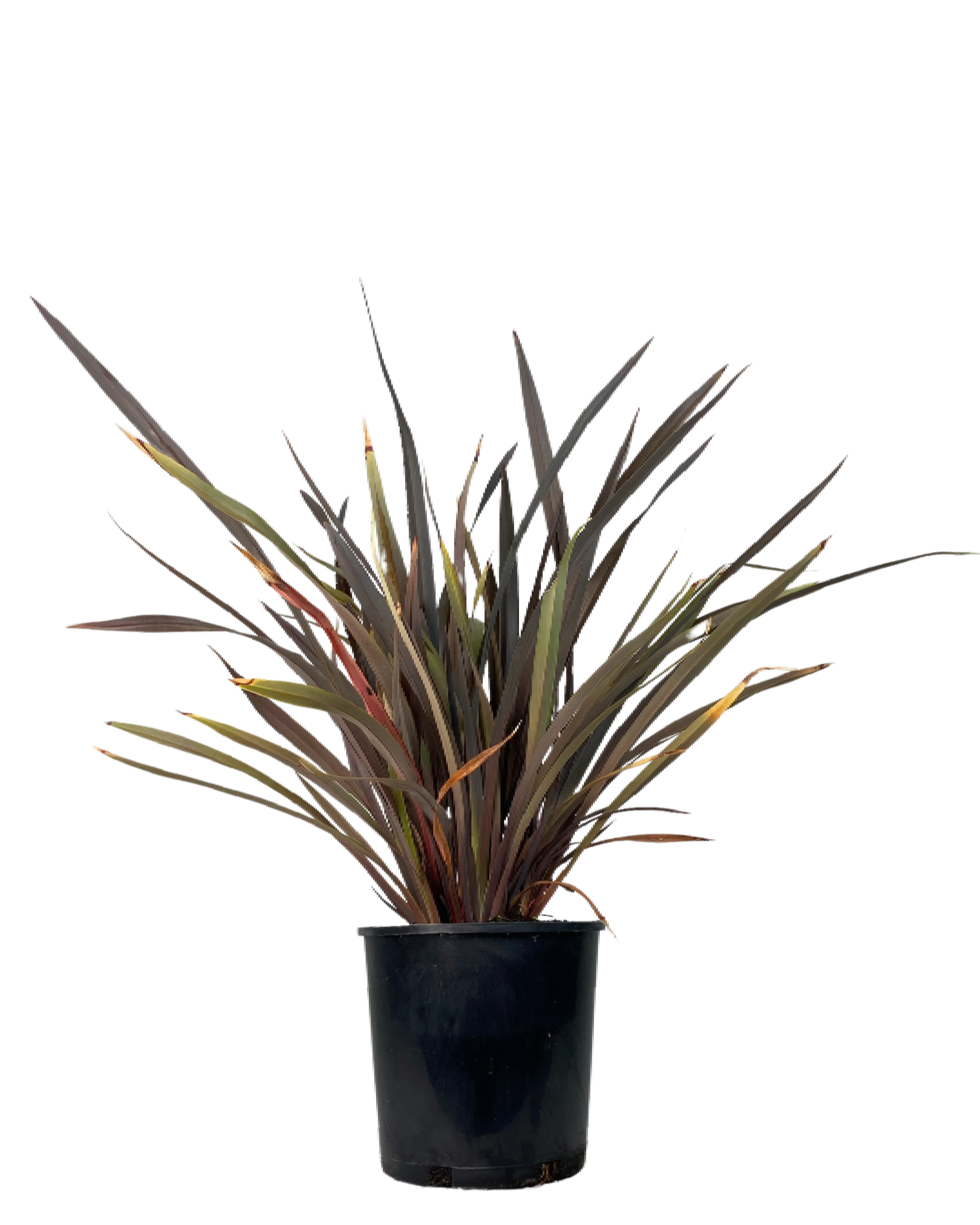 Phormium Black Beauty