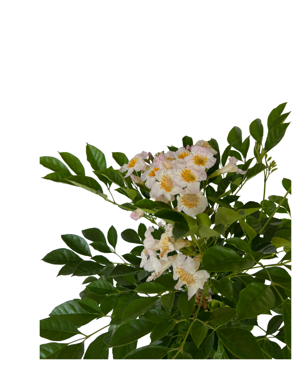 Radermachera Everlasting Beauty