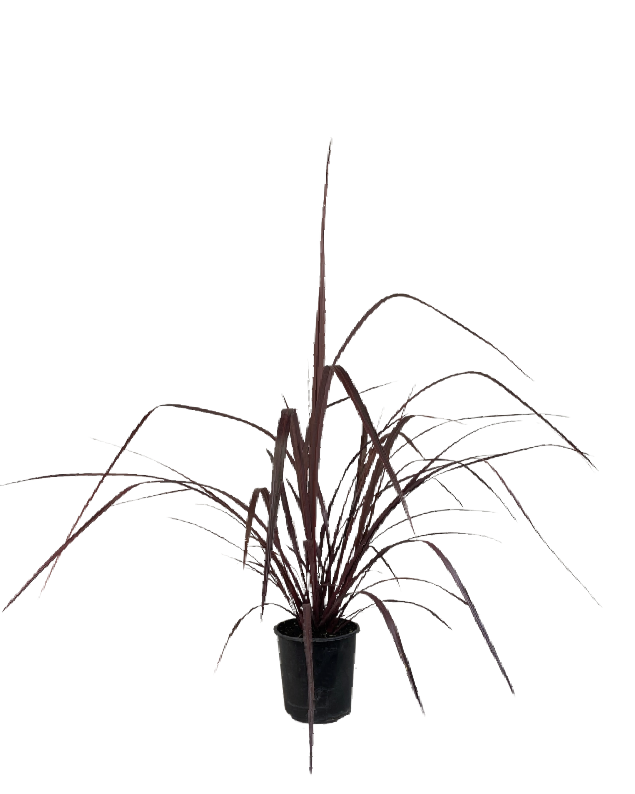 Cordyline Red Fountain