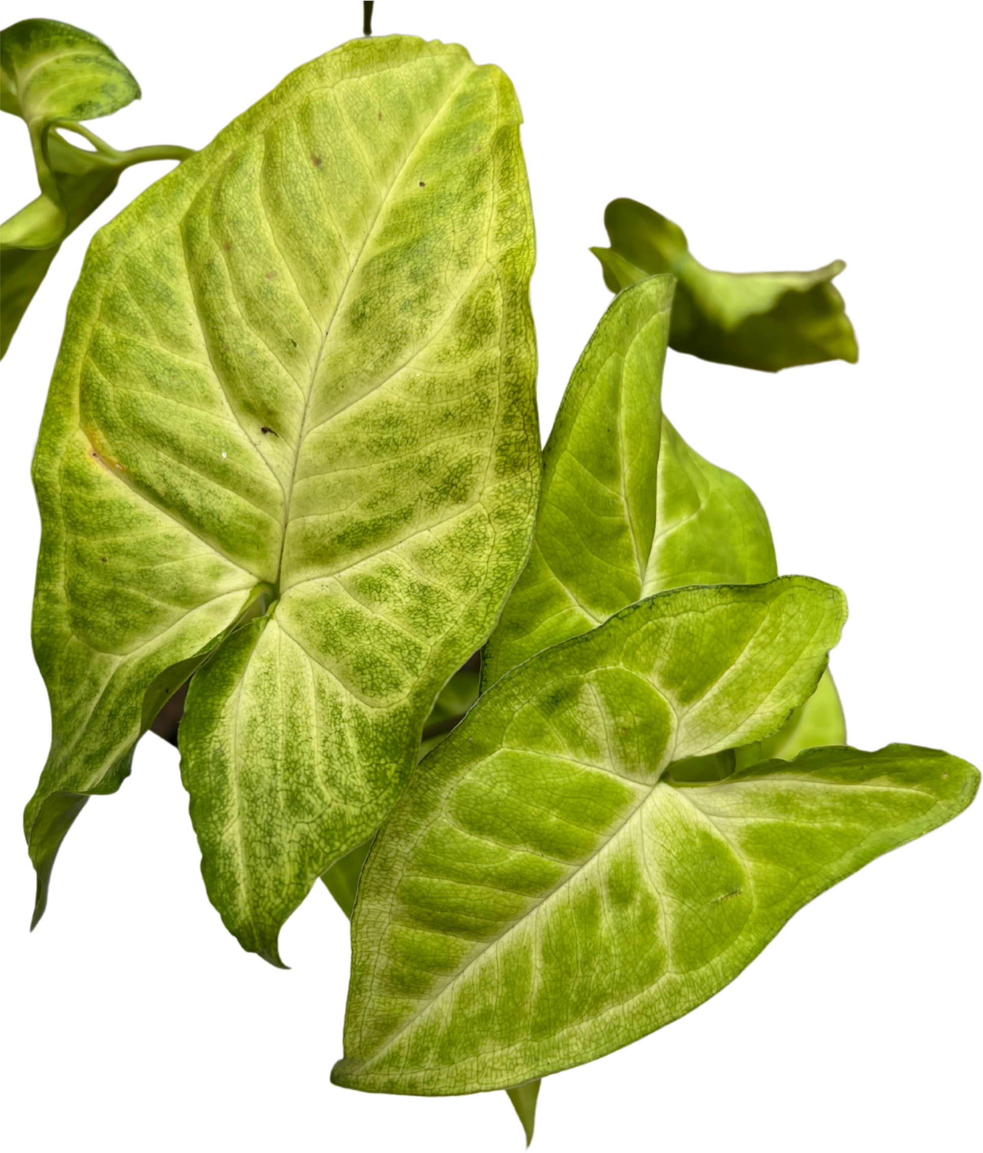 Syngonium White Butterfly