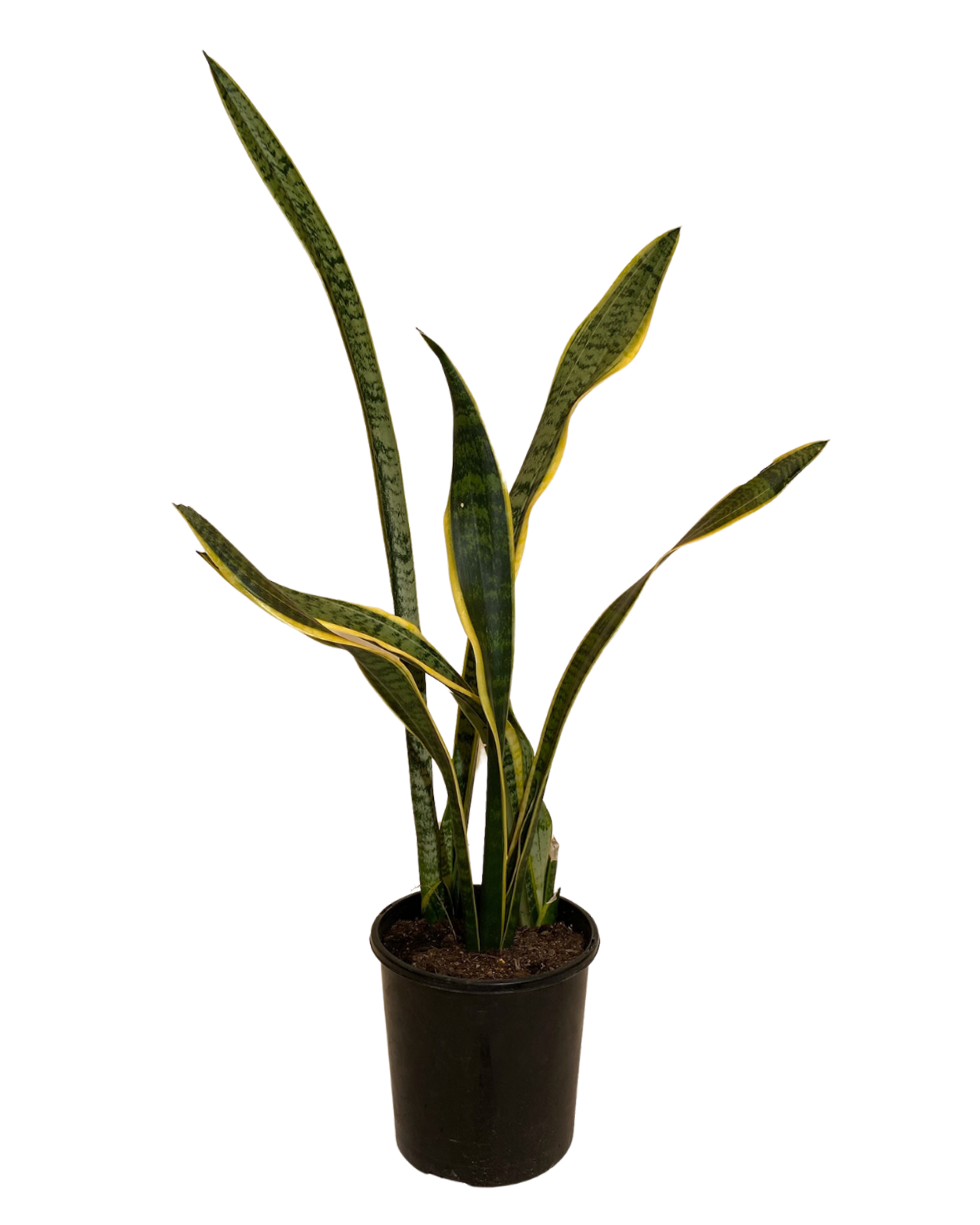 Mother In Laws Tongue - Sansevieria Tri. Laurentii