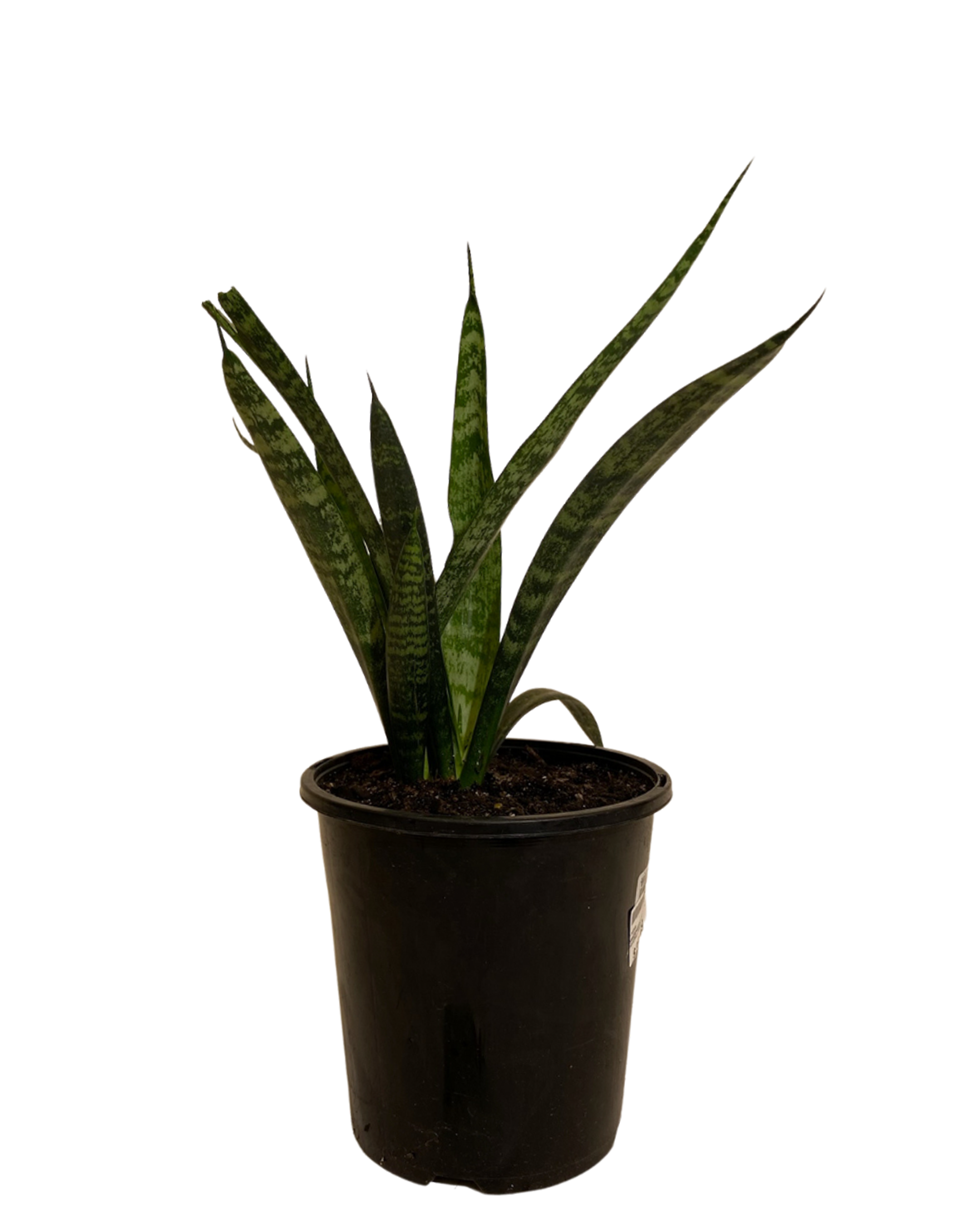 Mother In Laws Tongue - Sanseveria Zeylanica