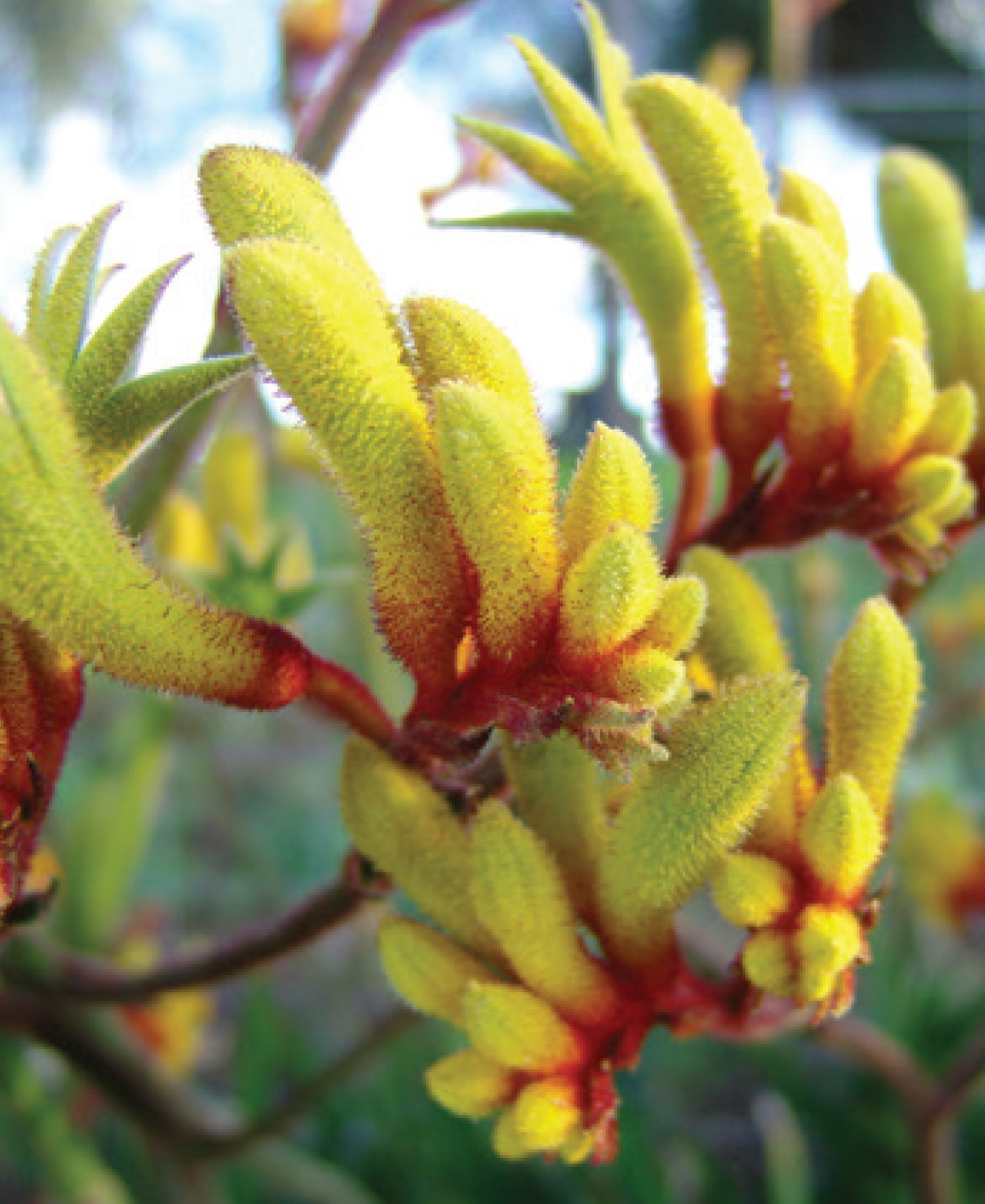 Kangaroo Paw - Anigozanthos Gold Velvet