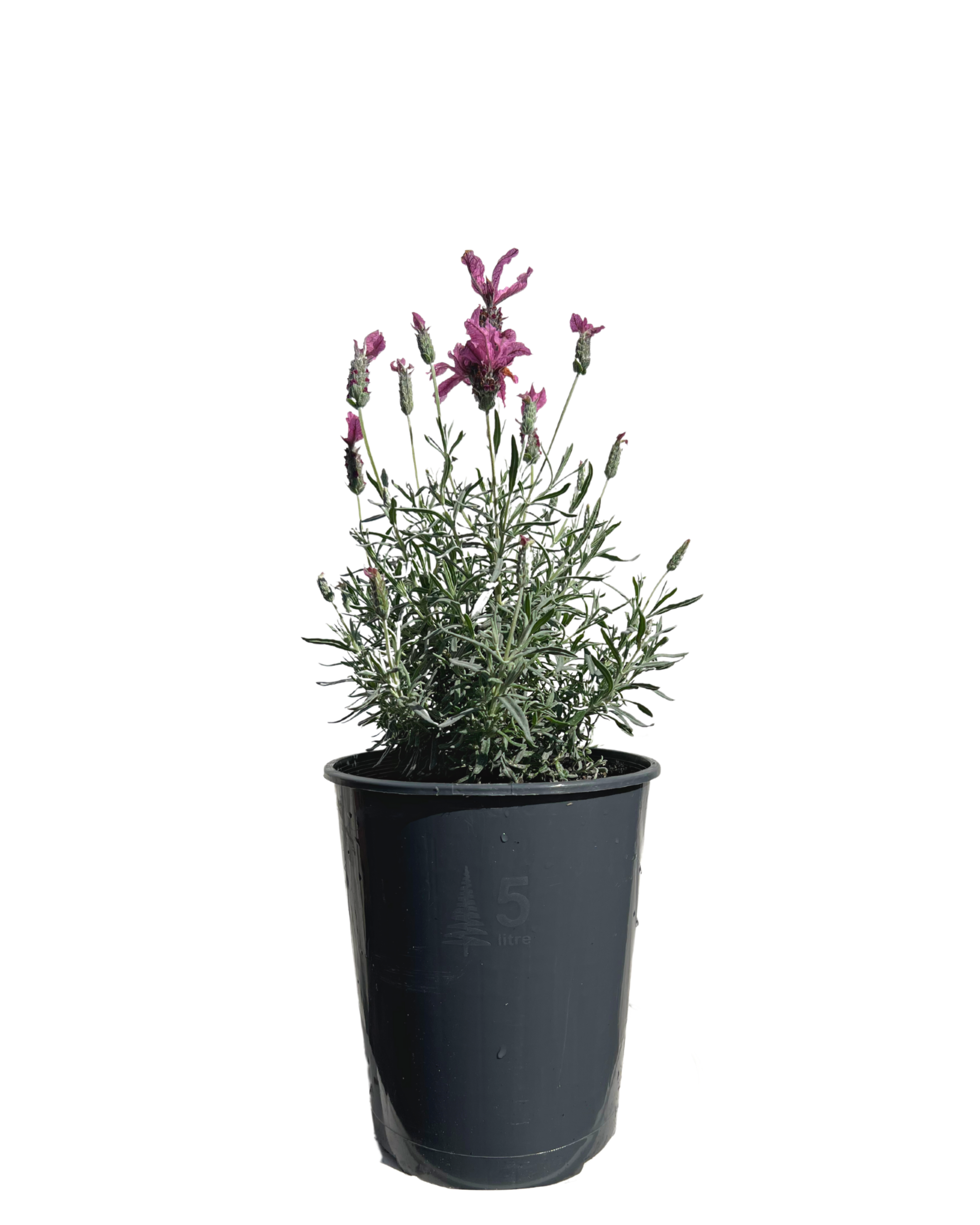 Lavender - Lavandula Silver Princess