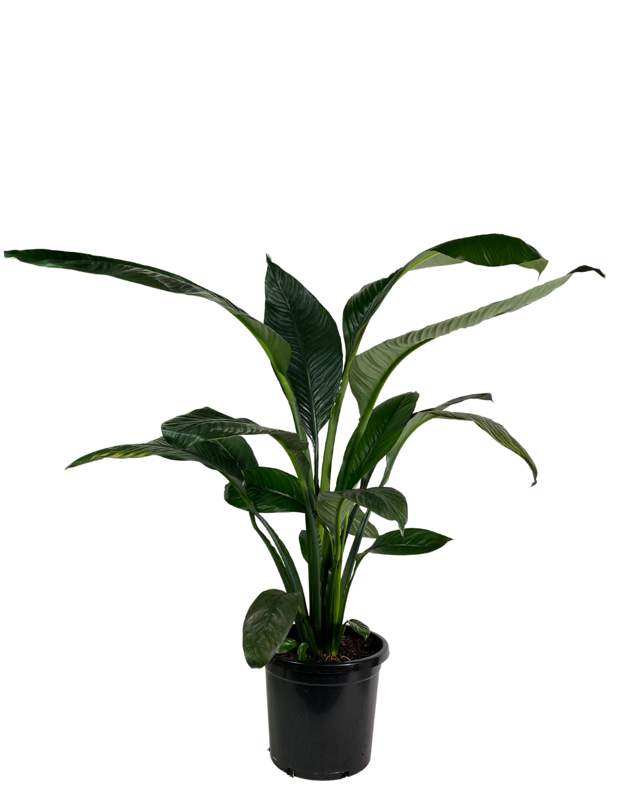 Peace Lily - Spathiphyllum Sensation