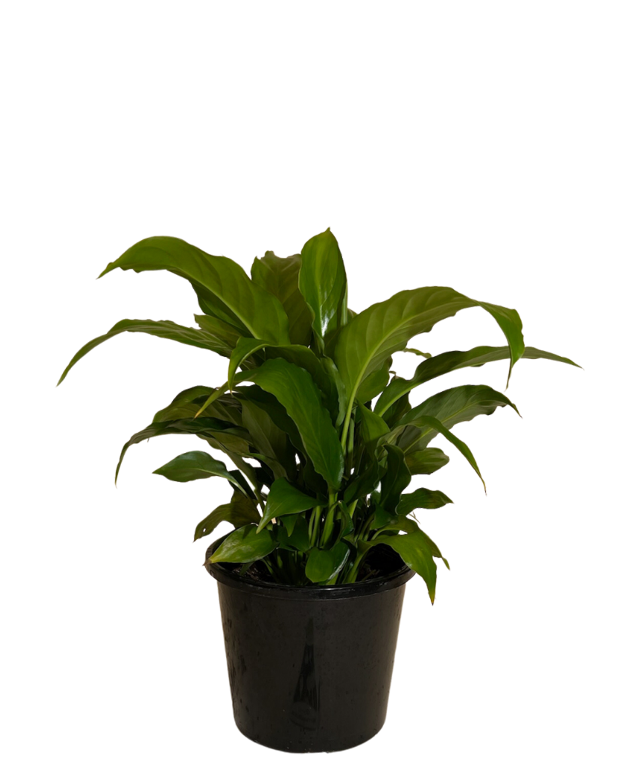 Peace Lily - Spathiphyllum Flower Bunch