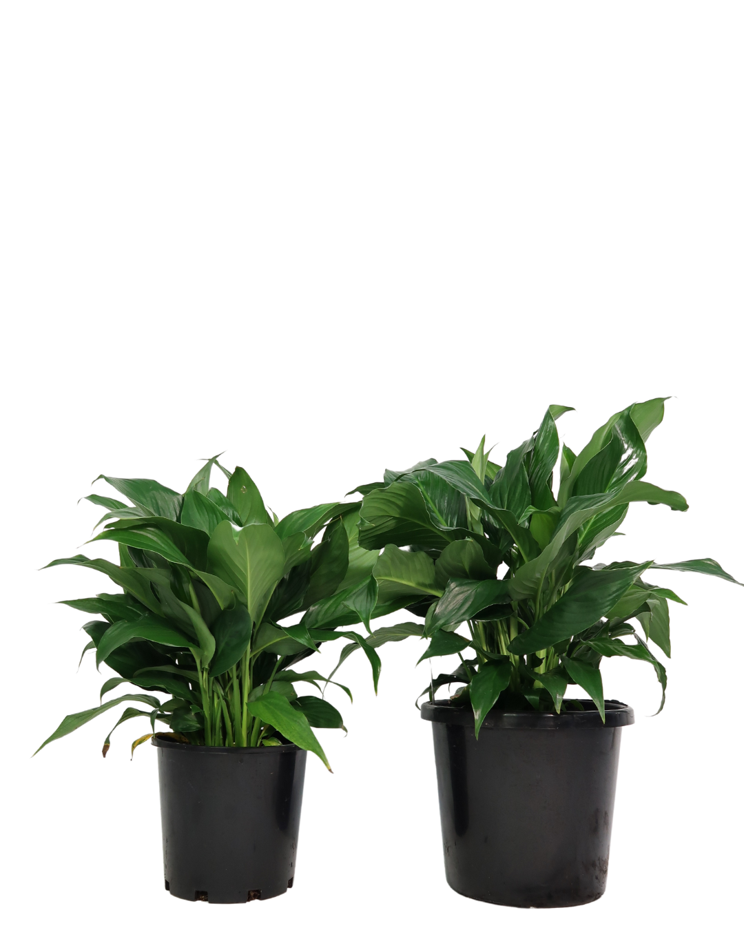 Peace Lily - Spathiphyllum Sweet Romano