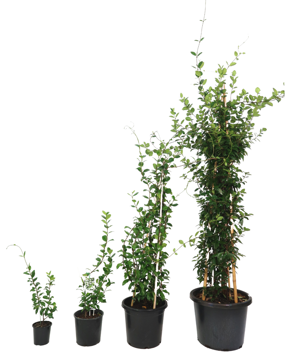 Star Jasmine Trachelospermum Jasminoides