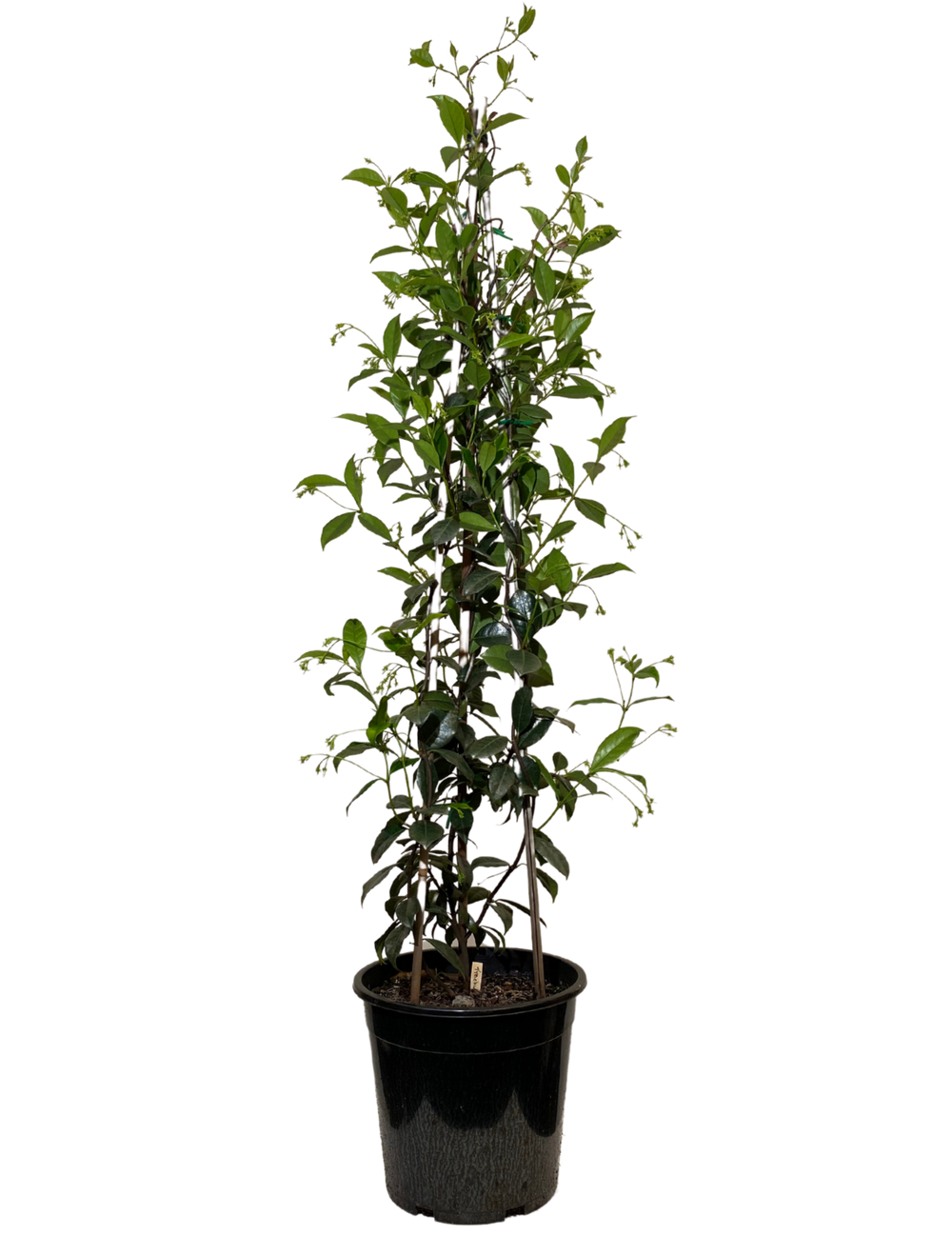 Star Jasmine Trachelospermum Jasminoides