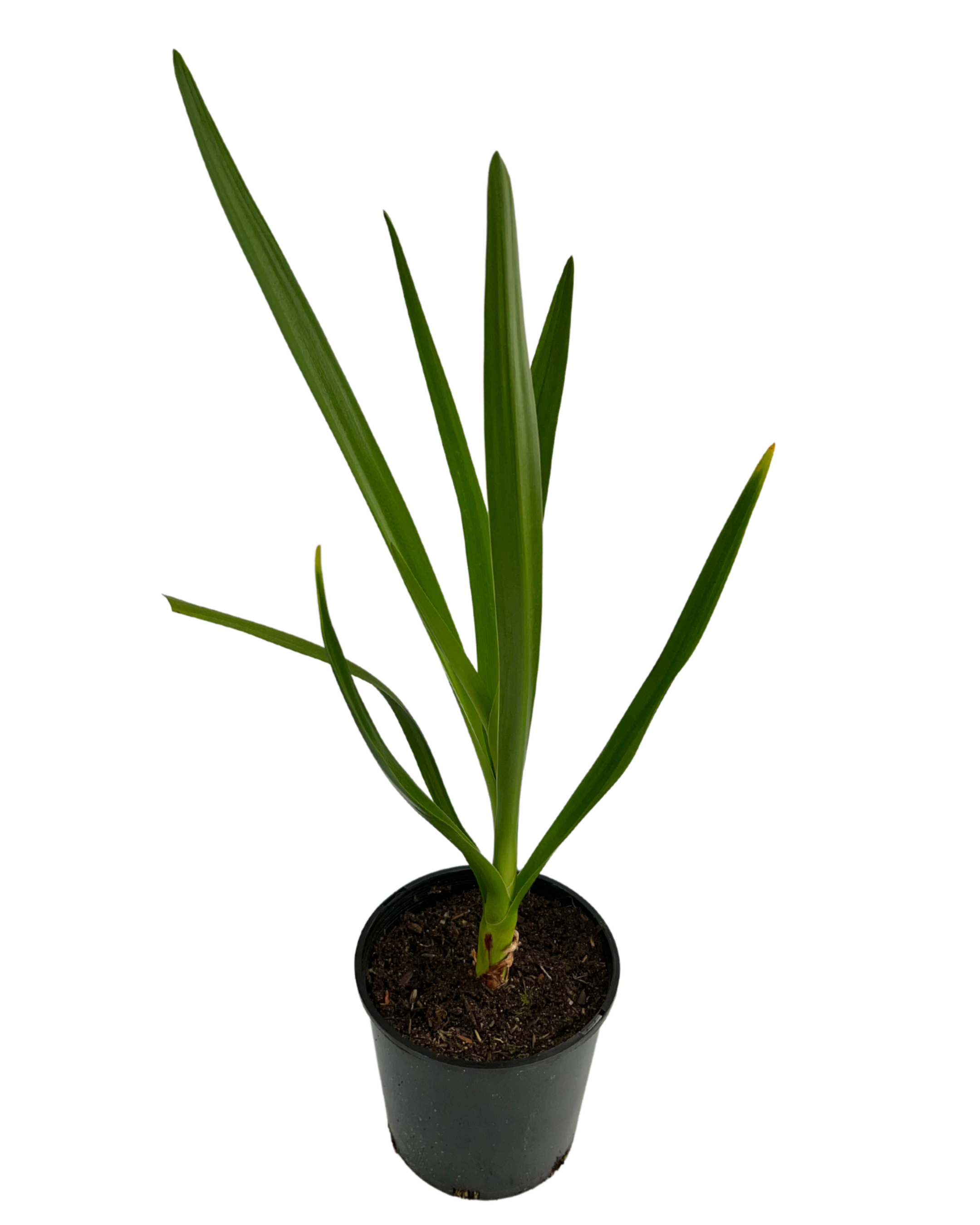Swamp Lily - Crinum Pedunculatum