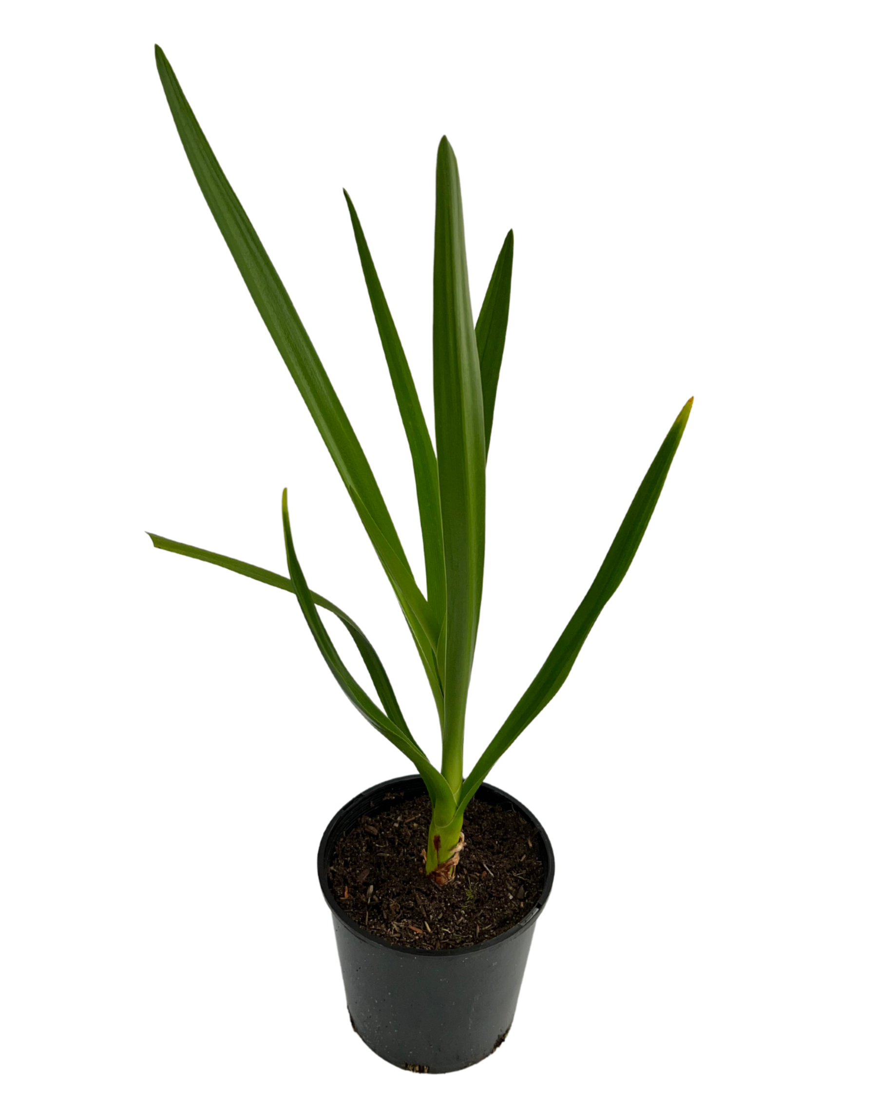 Swamp Lily Crinum Pedunculatum