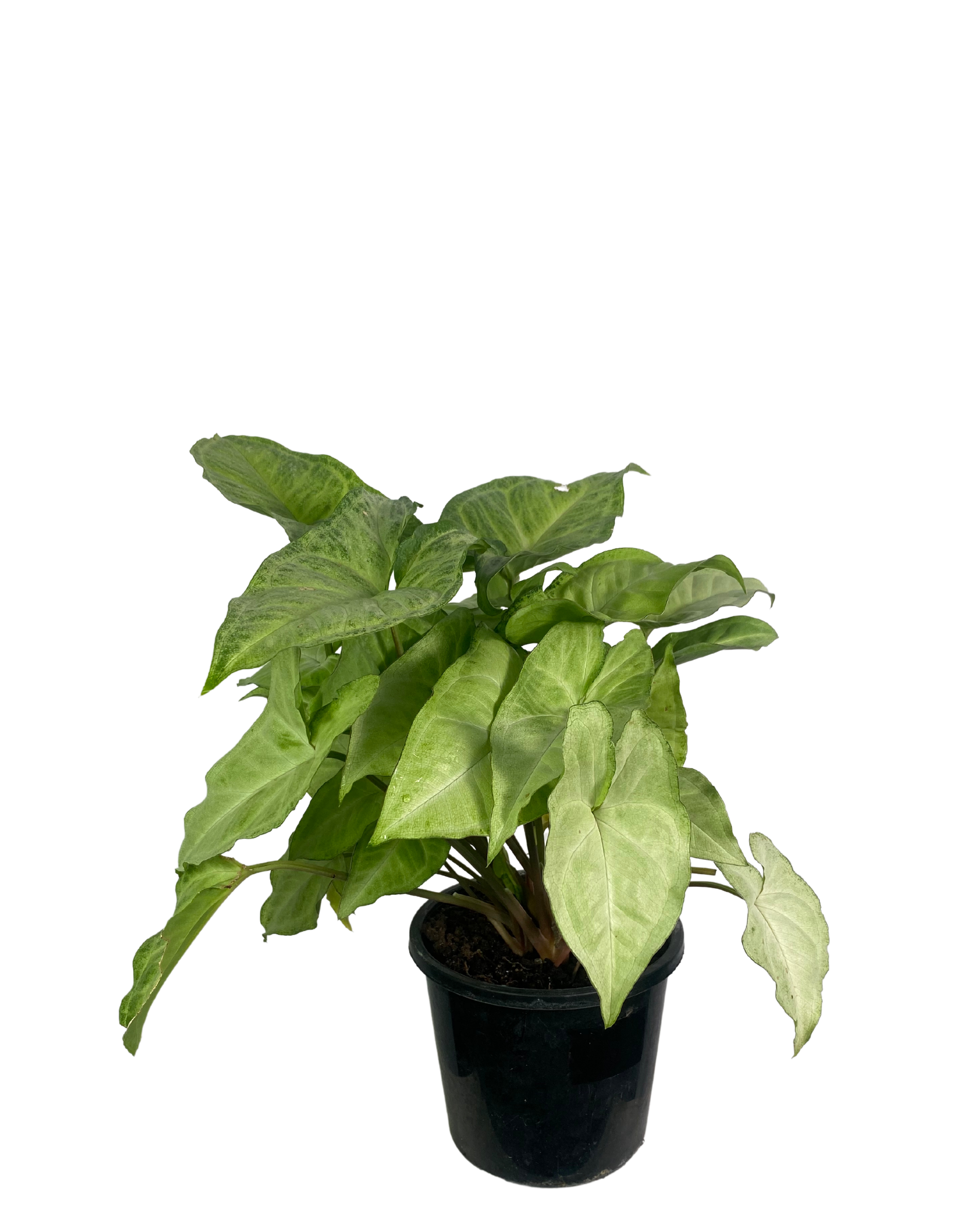 Syngonium White Butterfly