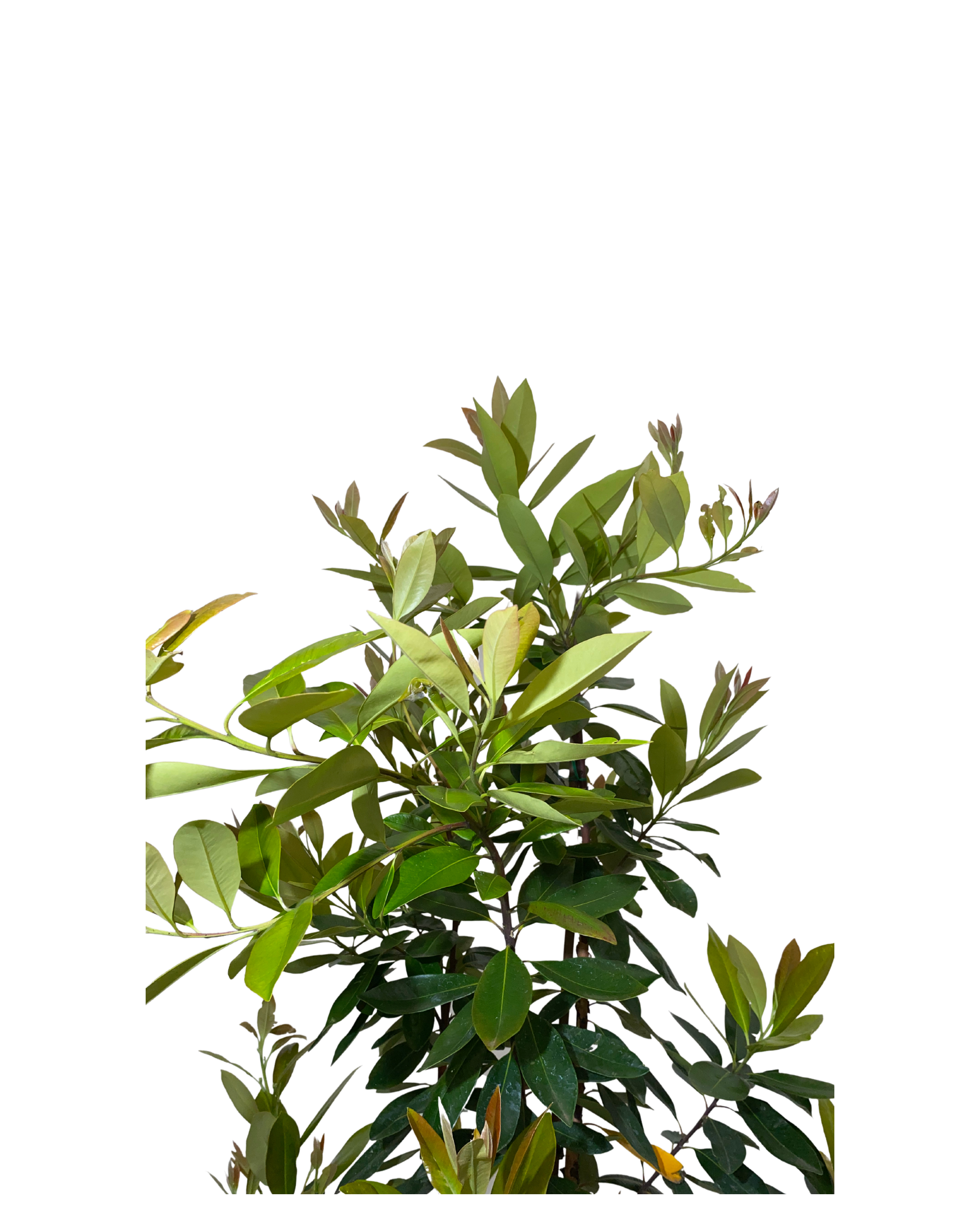 Tristaniopsis Laurina Luscious
