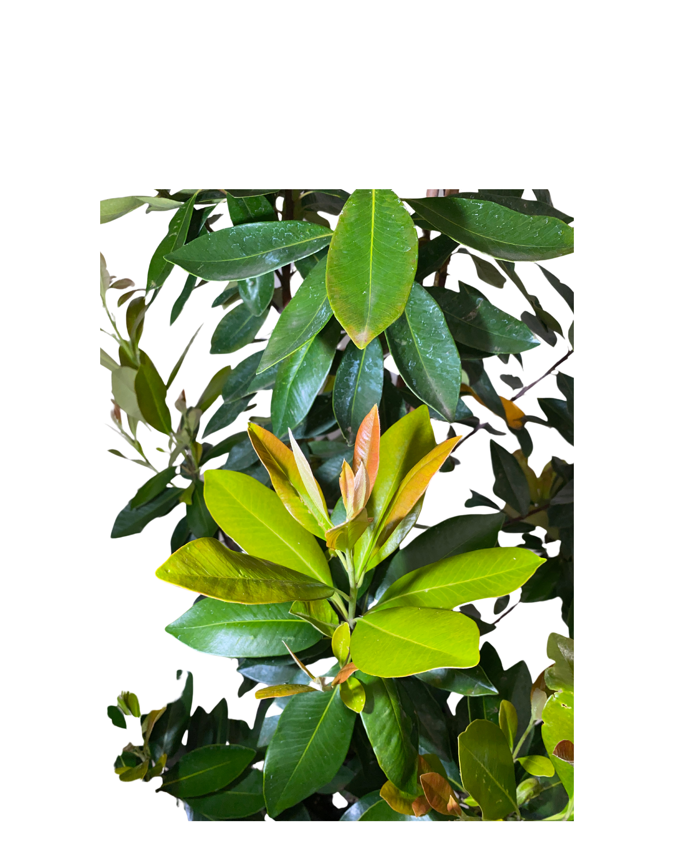 Tristaniopsis Laurina Luscious