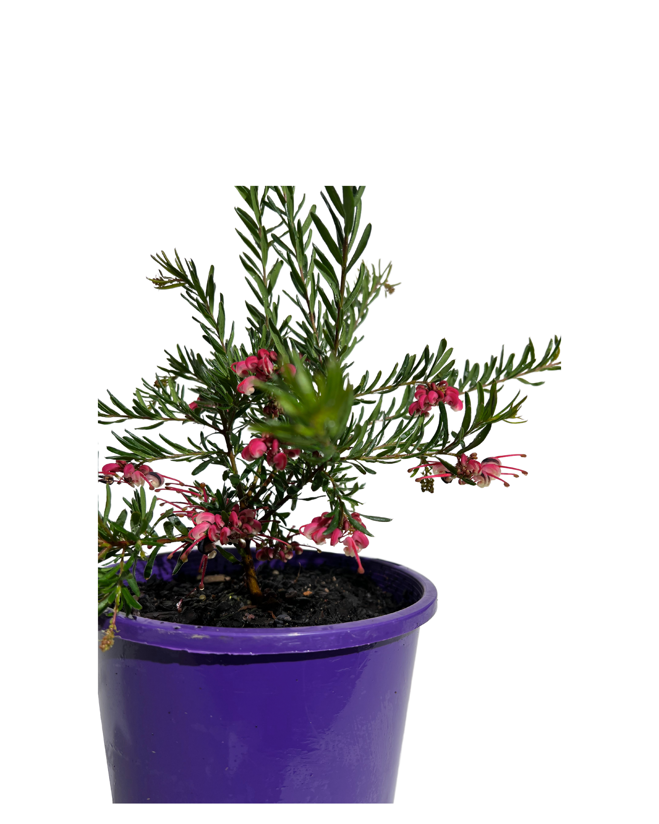 Grevillea Tuckertime Fruit Box