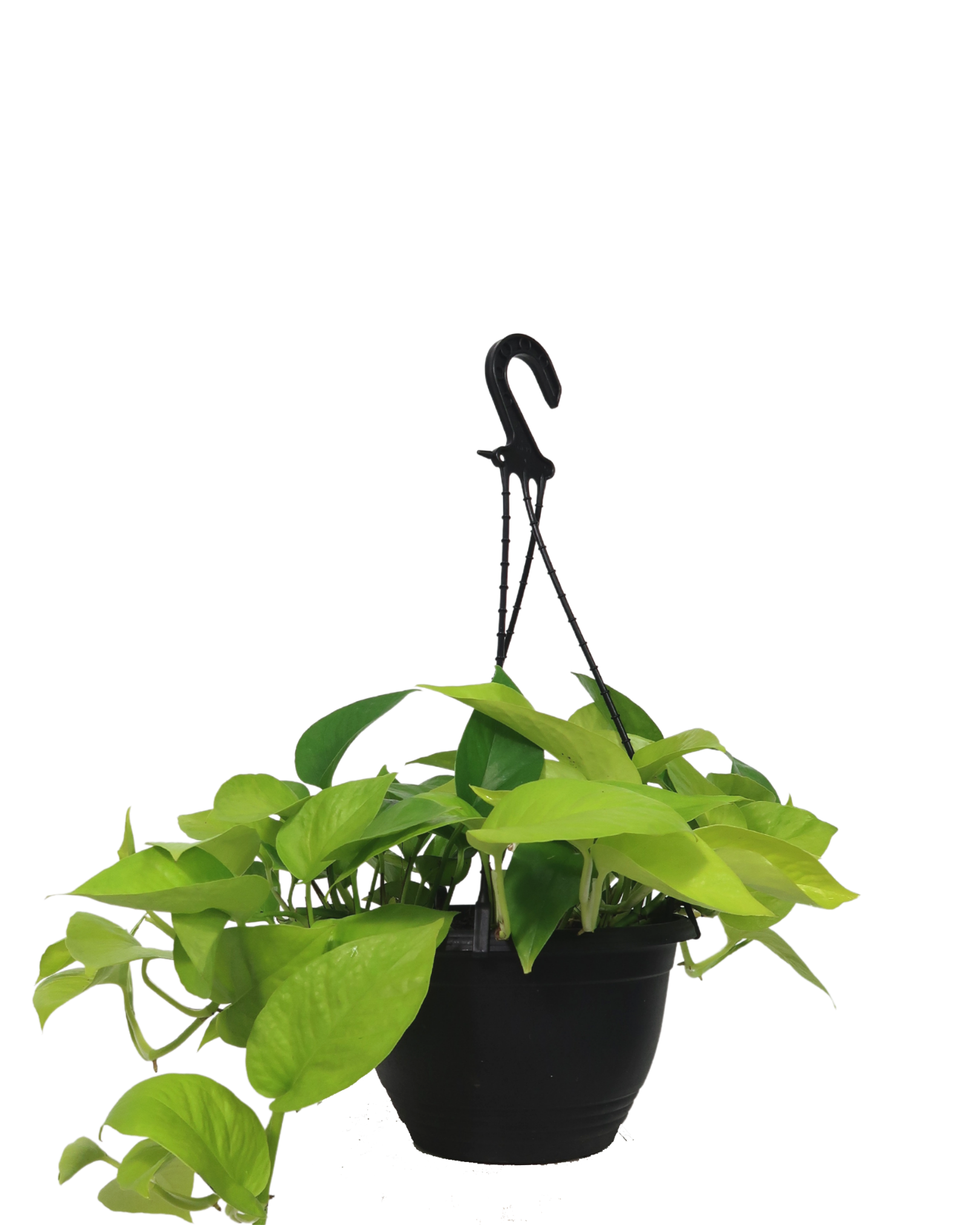 Epipremnum Goldilocks Hanging Basket