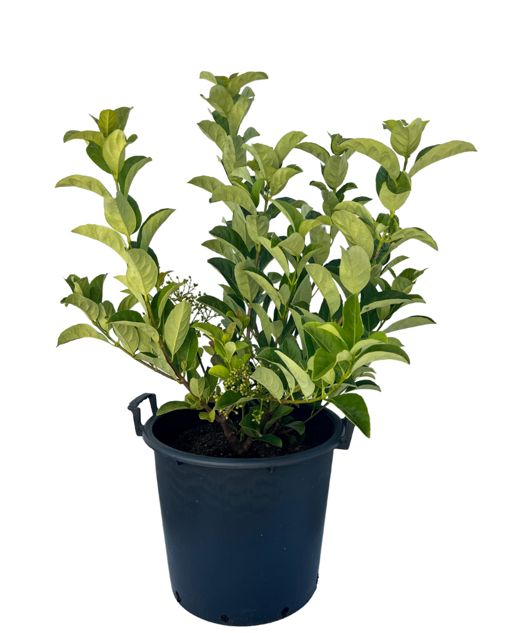 Viburnum Odoratissimum