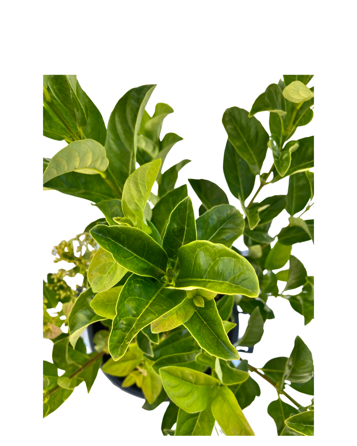 Viburnum Odoratissimum