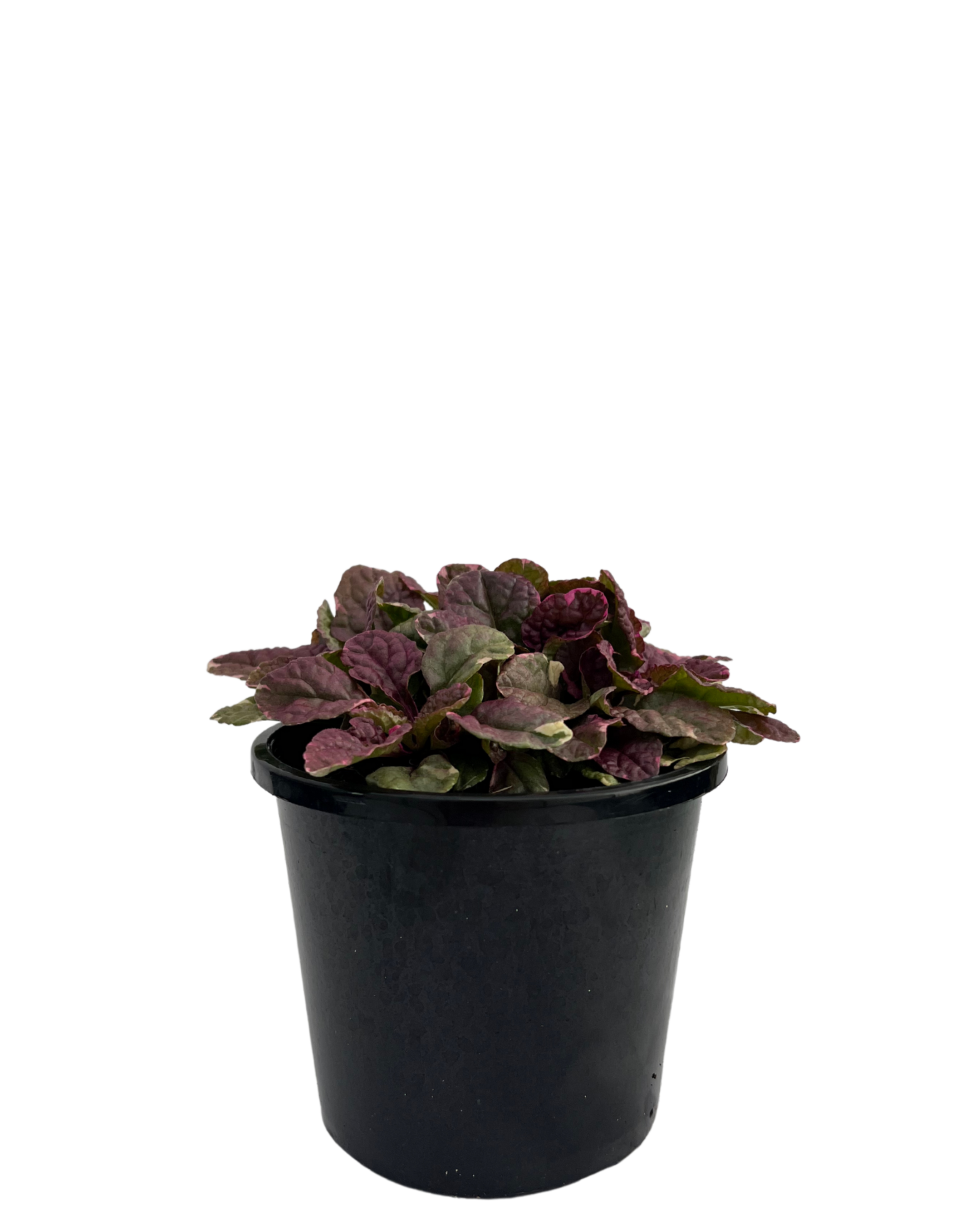 Ajuga Burgundy Lace