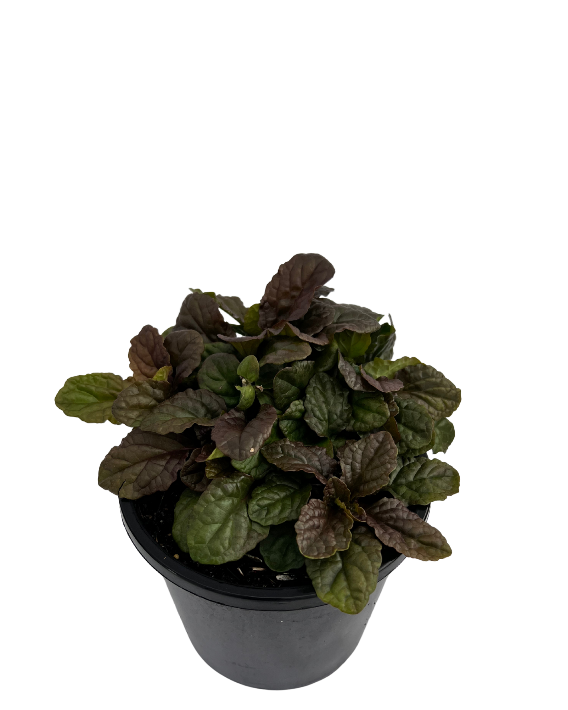 Ajuga Purpurea